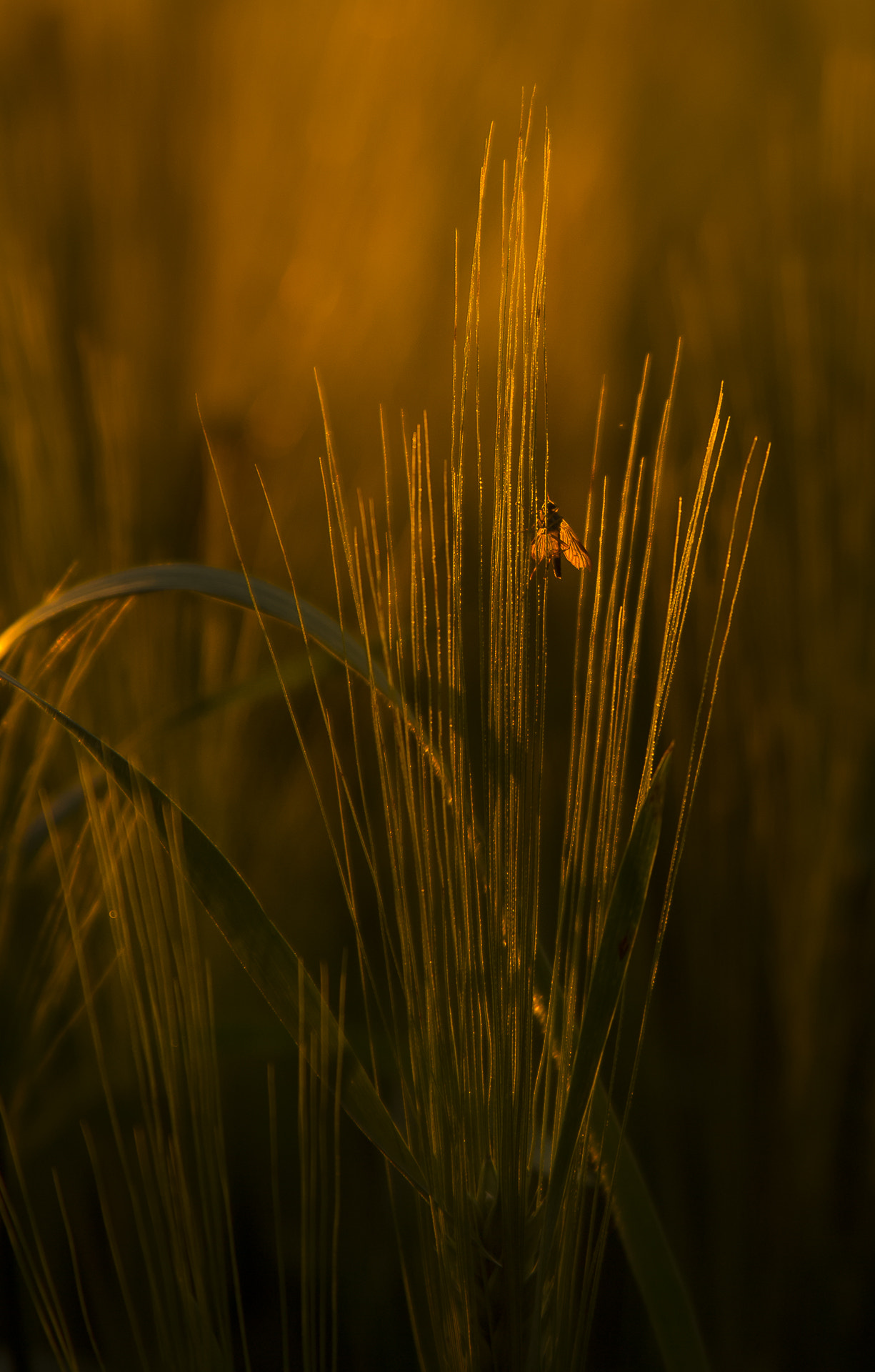Canon EF 28-135mm F3.5-5.6 IS USM sample photo. Insect photography