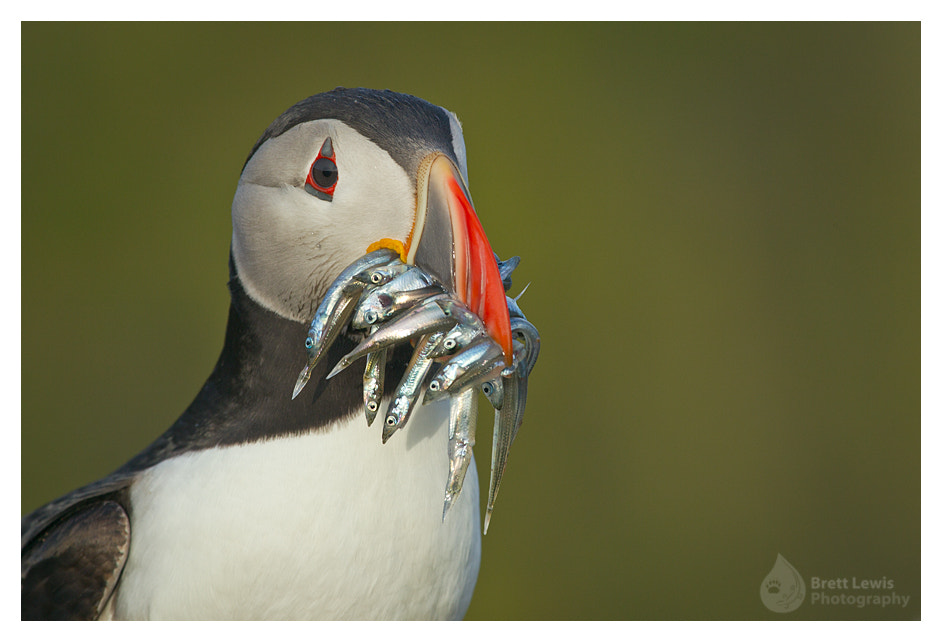 Canon EF 100-400mm F4.5-5.6L IS USM sample photo. A beak full....! photography