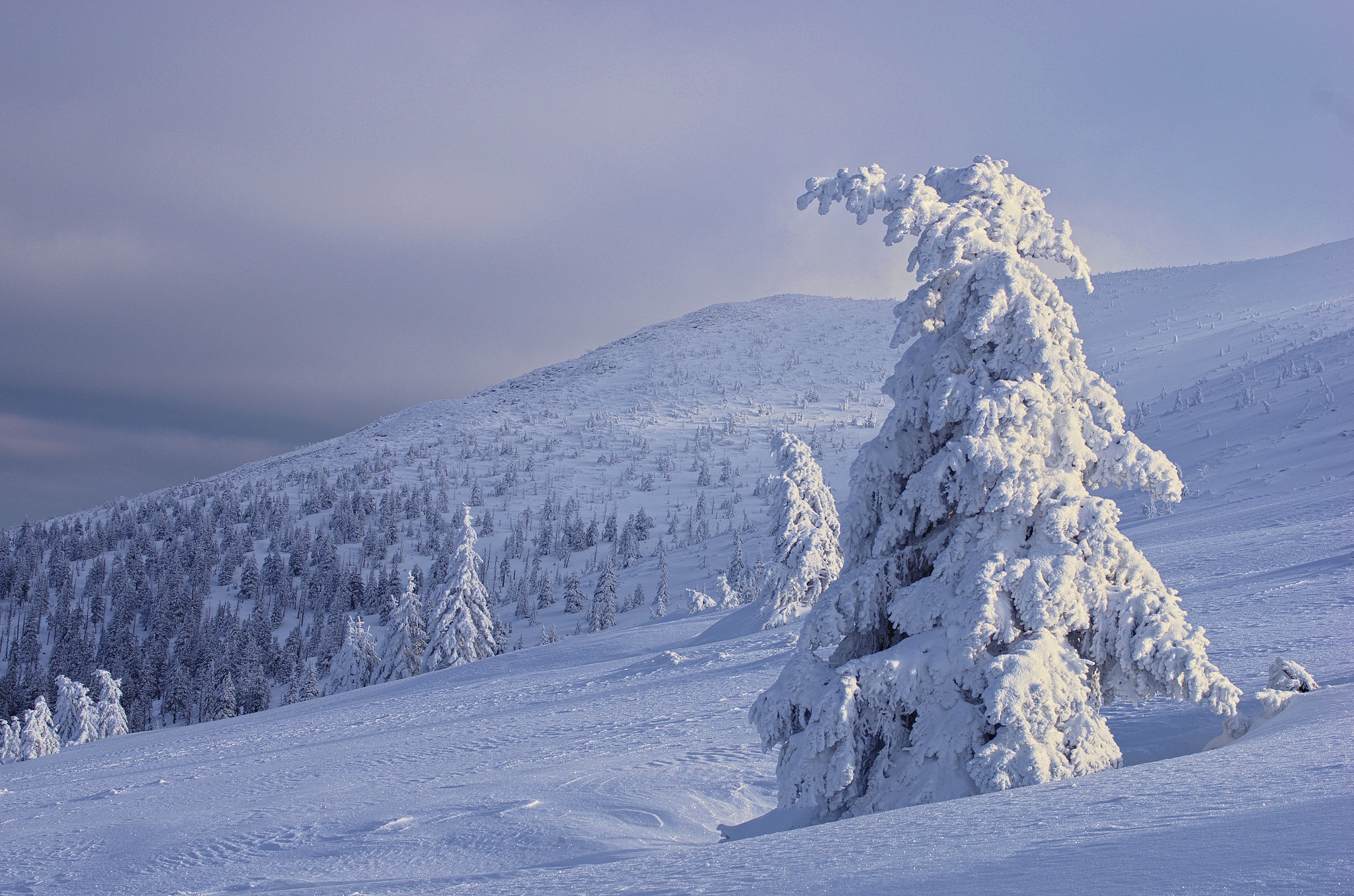 smc PENTAX-FA Macro 50mm F2.8 sample photo. Slopes of karkonosze photography