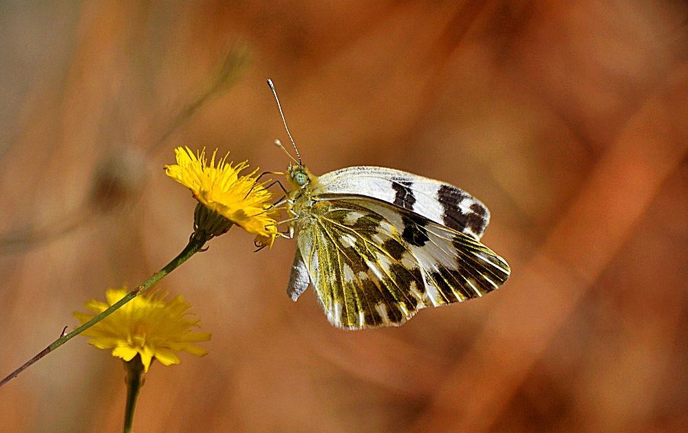 Sigma 70-300mm F4-5.6 APO Macro Super II sample photo. Euchloe belemia -  akdeniz oyklösü photography