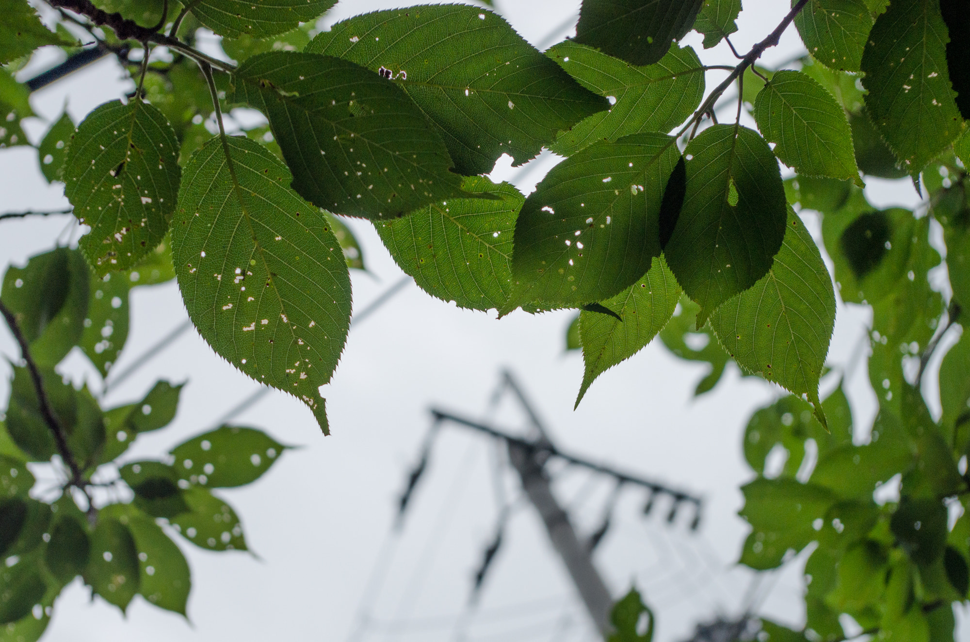 Pentax K-5 IIs sample photo. Leaves holes photography