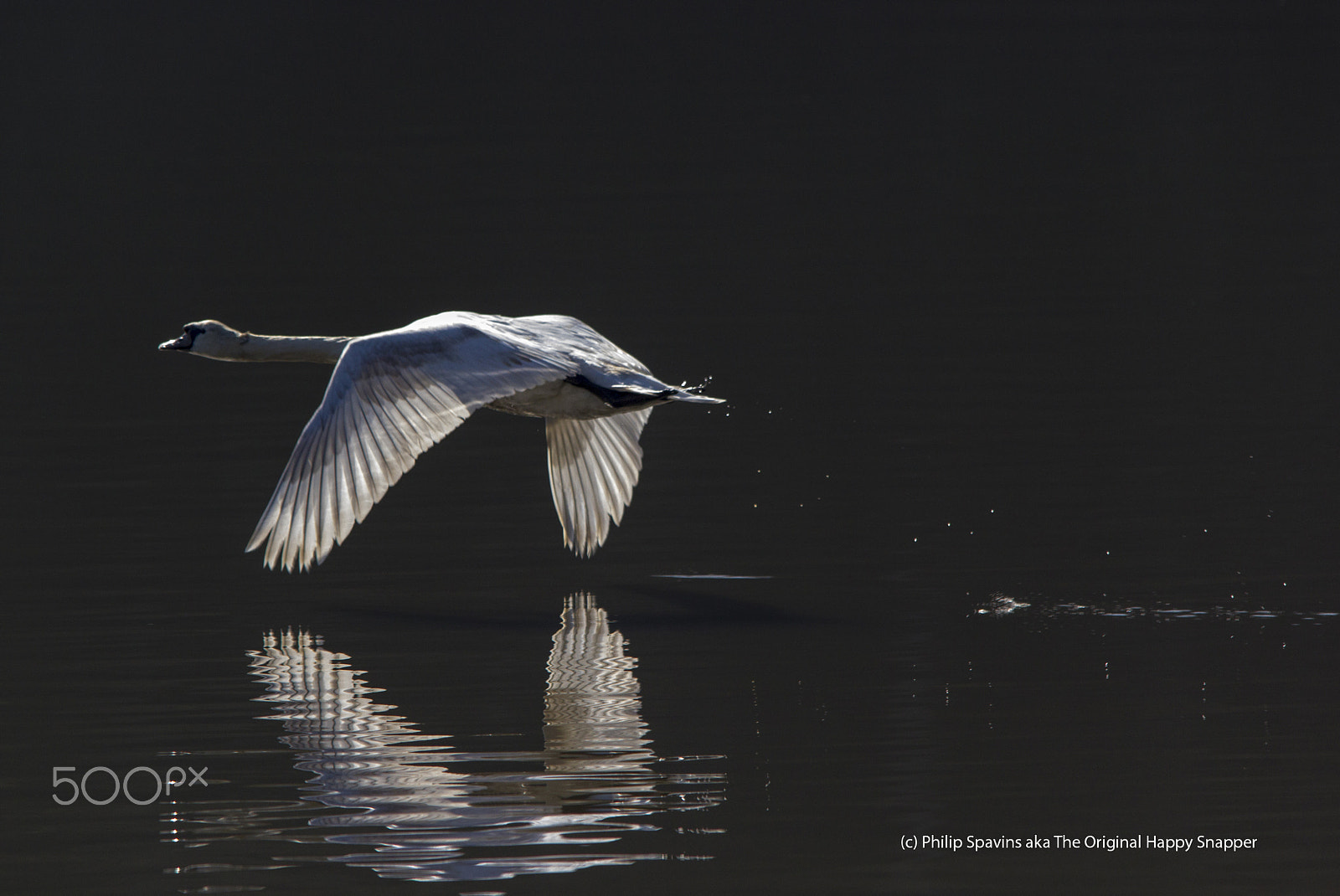 Sigma 150-500mm F5-6.3 DG OS HSM sample photo. Pas photography