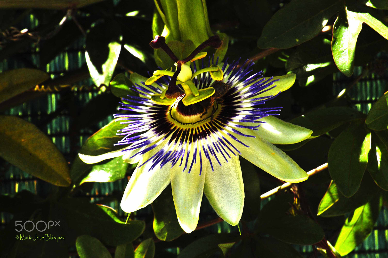 Nikon D40 sample photo. Passiflora photography