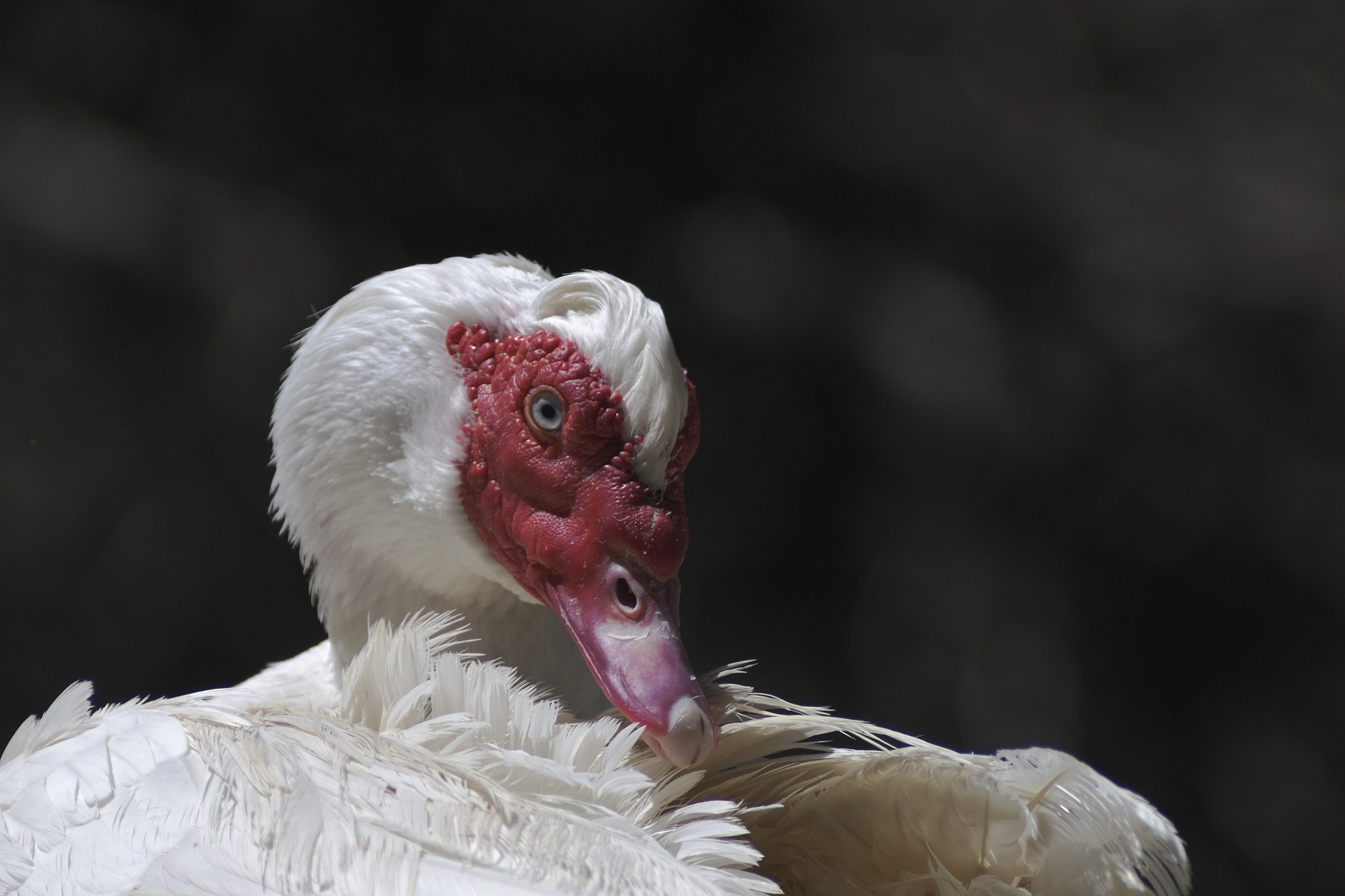 Nikon AF-Nikkor 80-200mm F2.8D ED sample photo. Awful face photography