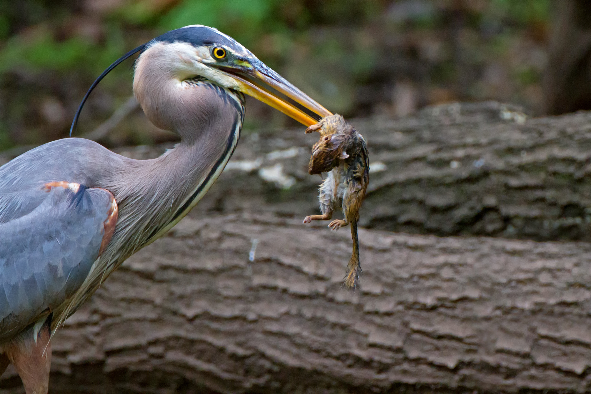 Canon EF 500mm F4L IS USM sample photo. Great blue heron chipmunk photography