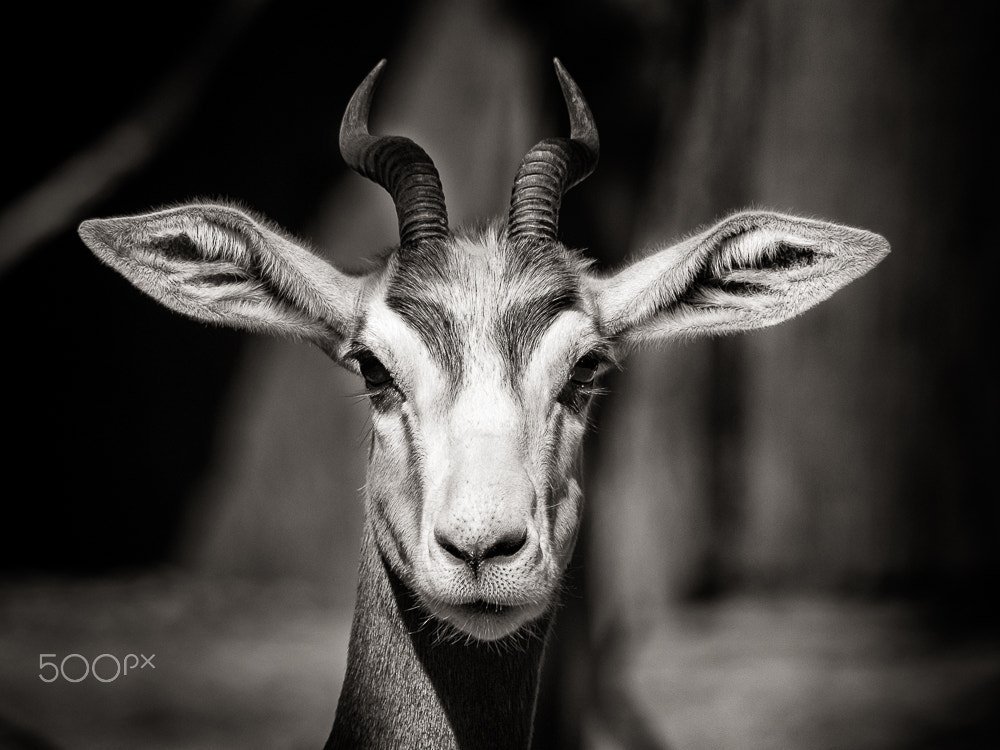 Olympus OM-D E-M10 II sample photo. Eye to eye photography