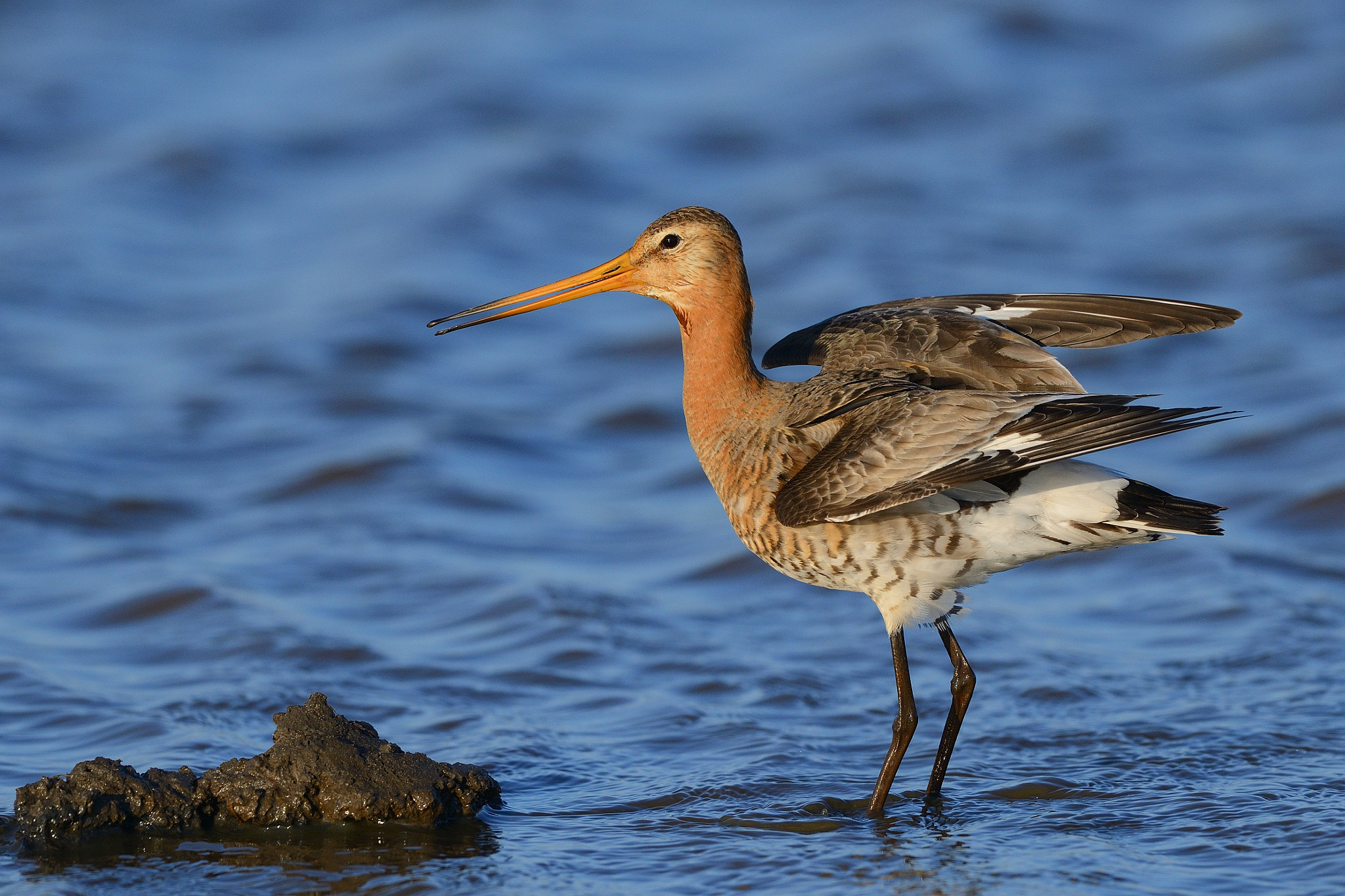 Nikon D800 + Nikon AF-S Nikkor 500mm F4G ED VR sample photo. Black-tailed godwit photography