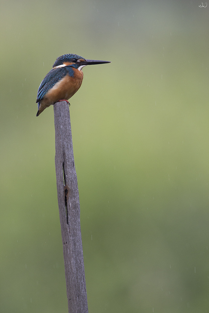 Canon EOS 600D (Rebel EOS T3i / EOS Kiss X5) + Canon EF 500mm F4L IS II USM sample photo. Common kingfisher (male) photography