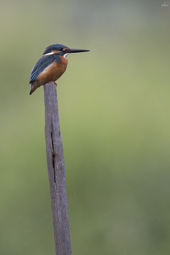 Canon EF 500mm F4L IS II USM sample photo. Common kingfisher (male) photography