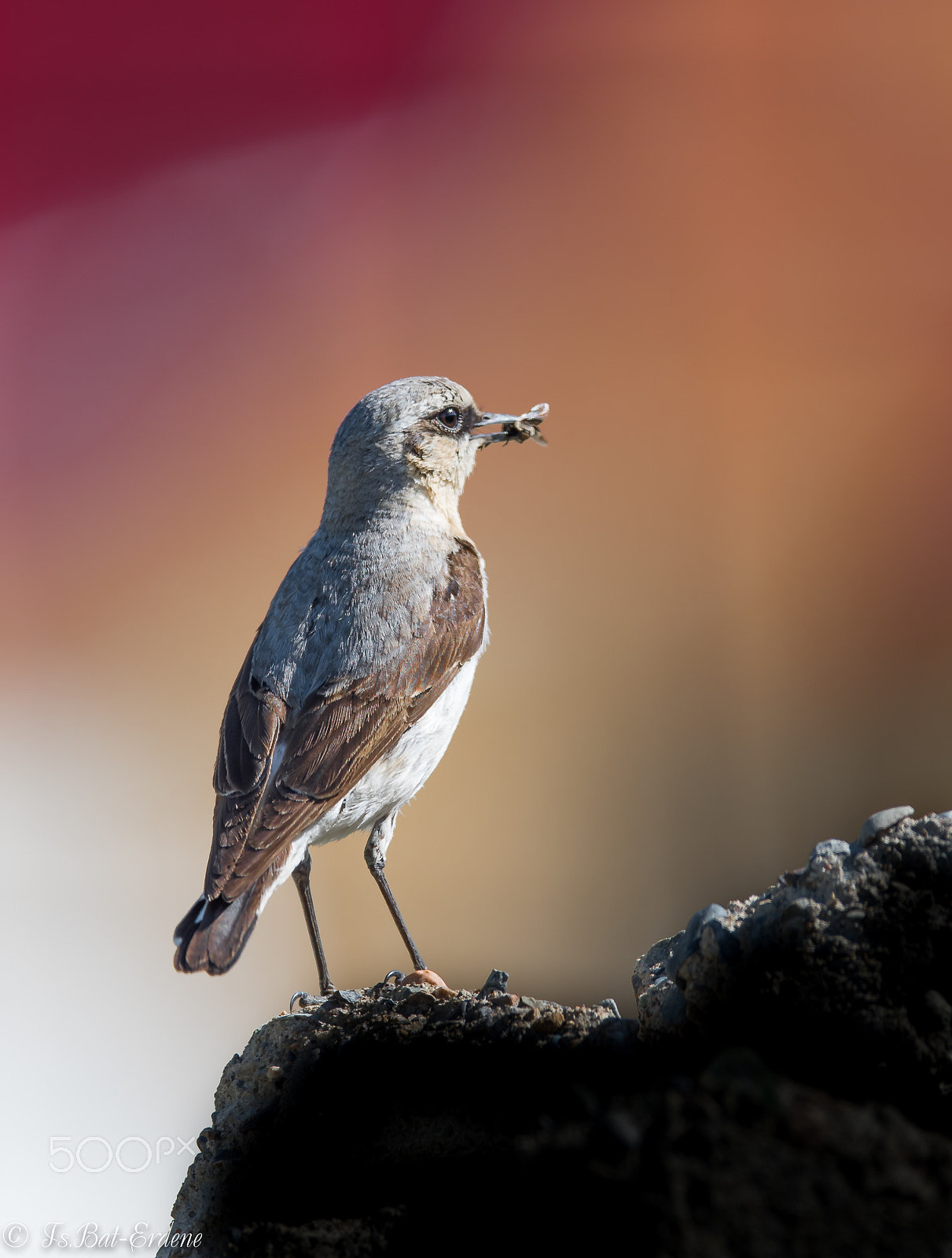 Nikon AF-S Nikkor 600mm F4E FL ED VR sample photo. Tsbat photography