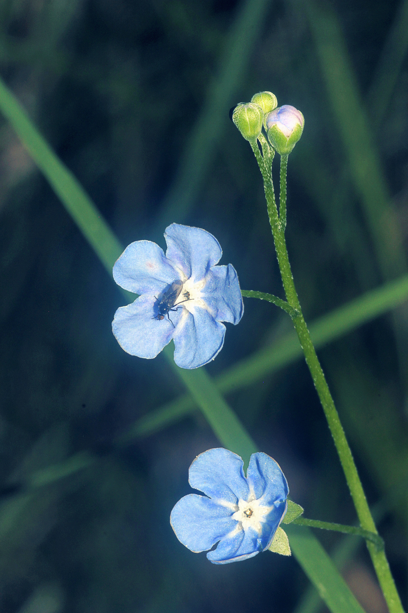 Canon EOS 550D (EOS Rebel T2i / EOS Kiss X4) + Canon EF 100mm F2.8 Macro USM sample photo. Omphalodes nitida photography