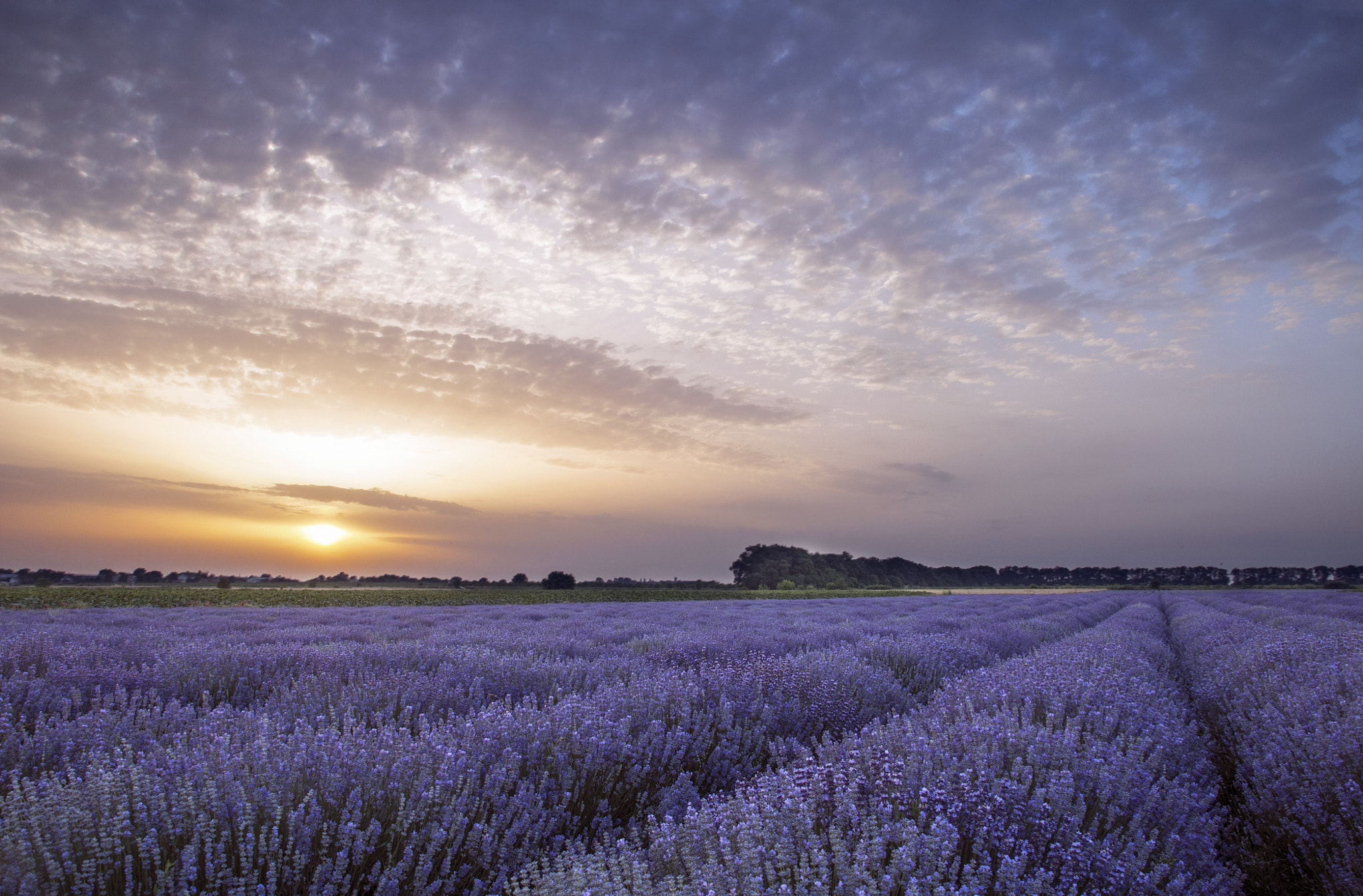Nikon D300 + Sigma 18-200mm F3.5-6.3 DC OS HSM sample photo. With the scent of lavender photography