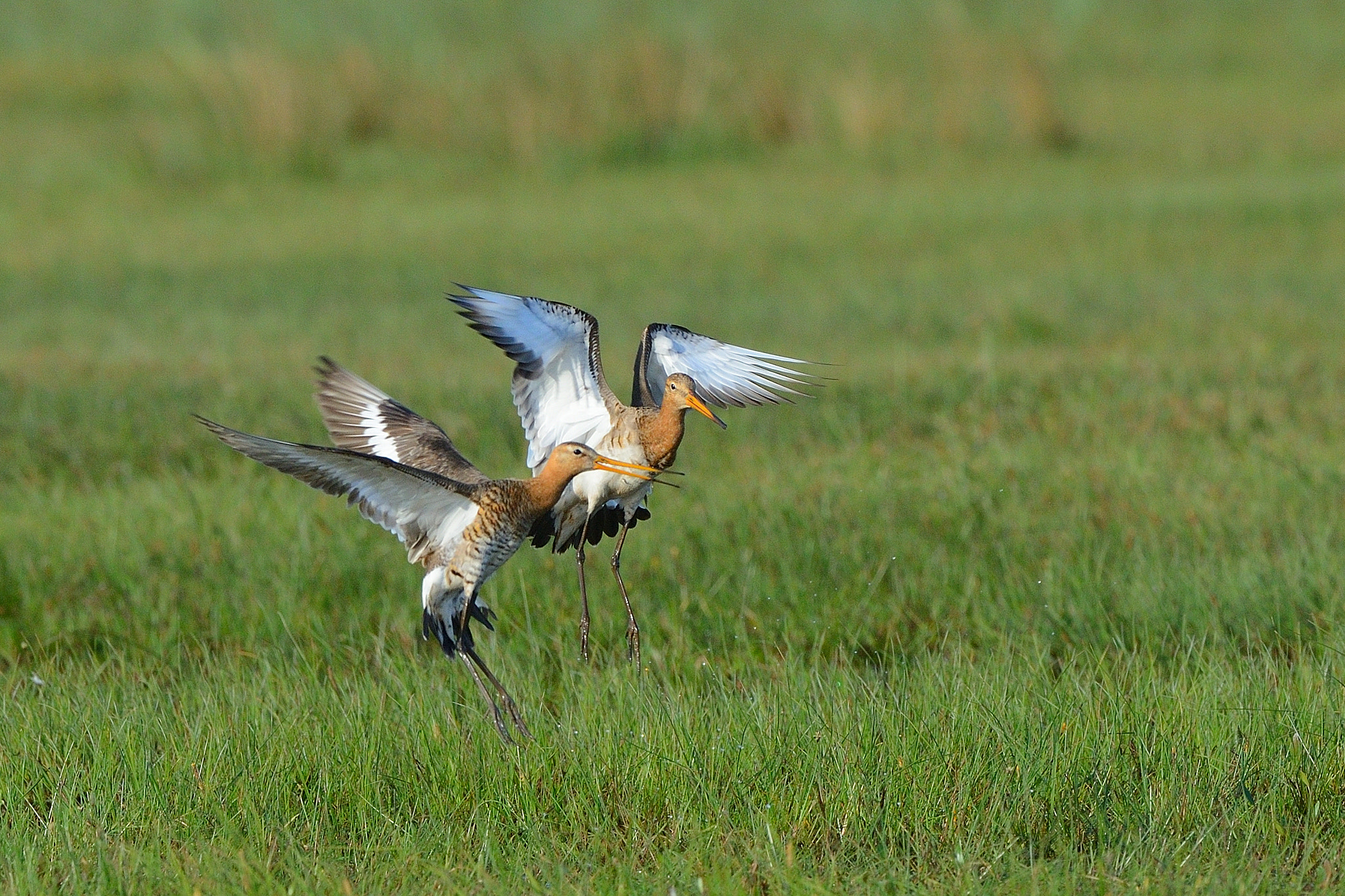 Nikon D800 + Nikon AF-S Nikkor 500mm F4G ED VR sample photo. Courtship display photography