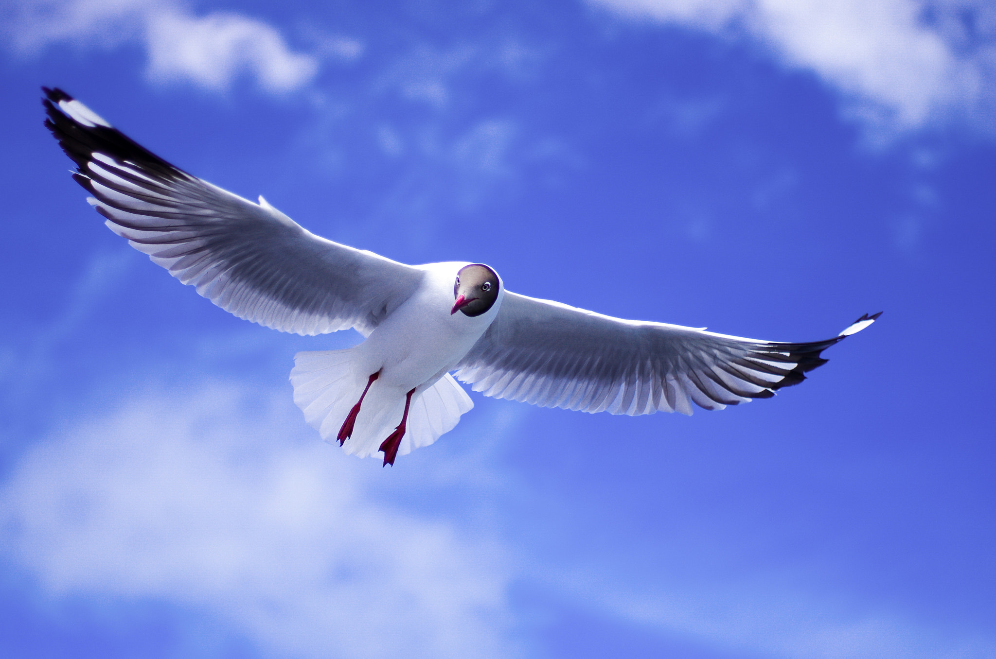 Pentax K-5 sample photo. Flying bird photography