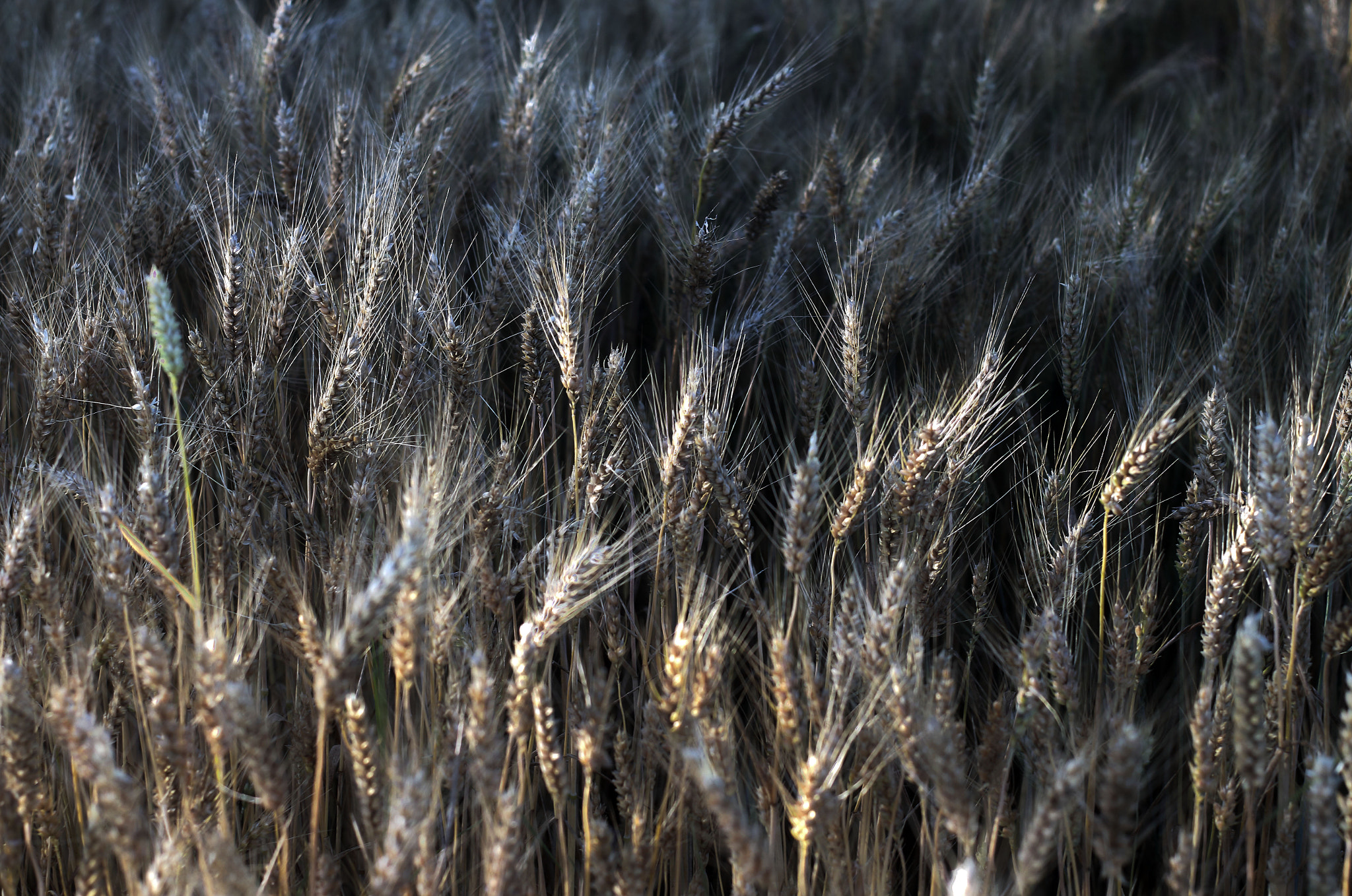 Canon EF 35-80mm f/4-5.6 sample photo. "che ne sai tu di un campo di grano?" photography