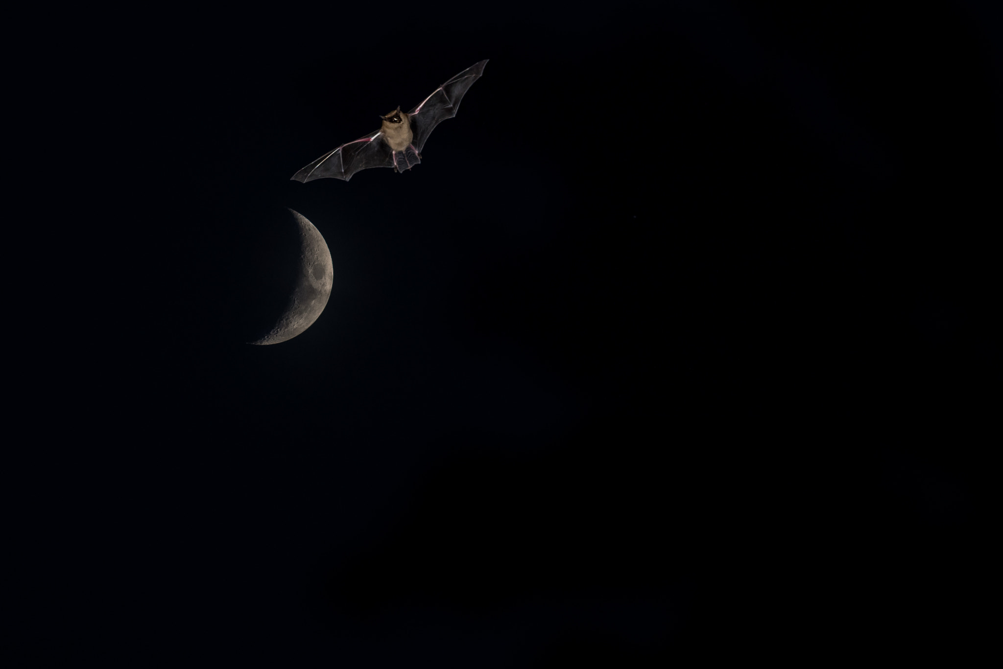 Nikon AF-S Nikkor 300mm F2.8G ED-IF VR sample photo. Bats in the garden photography