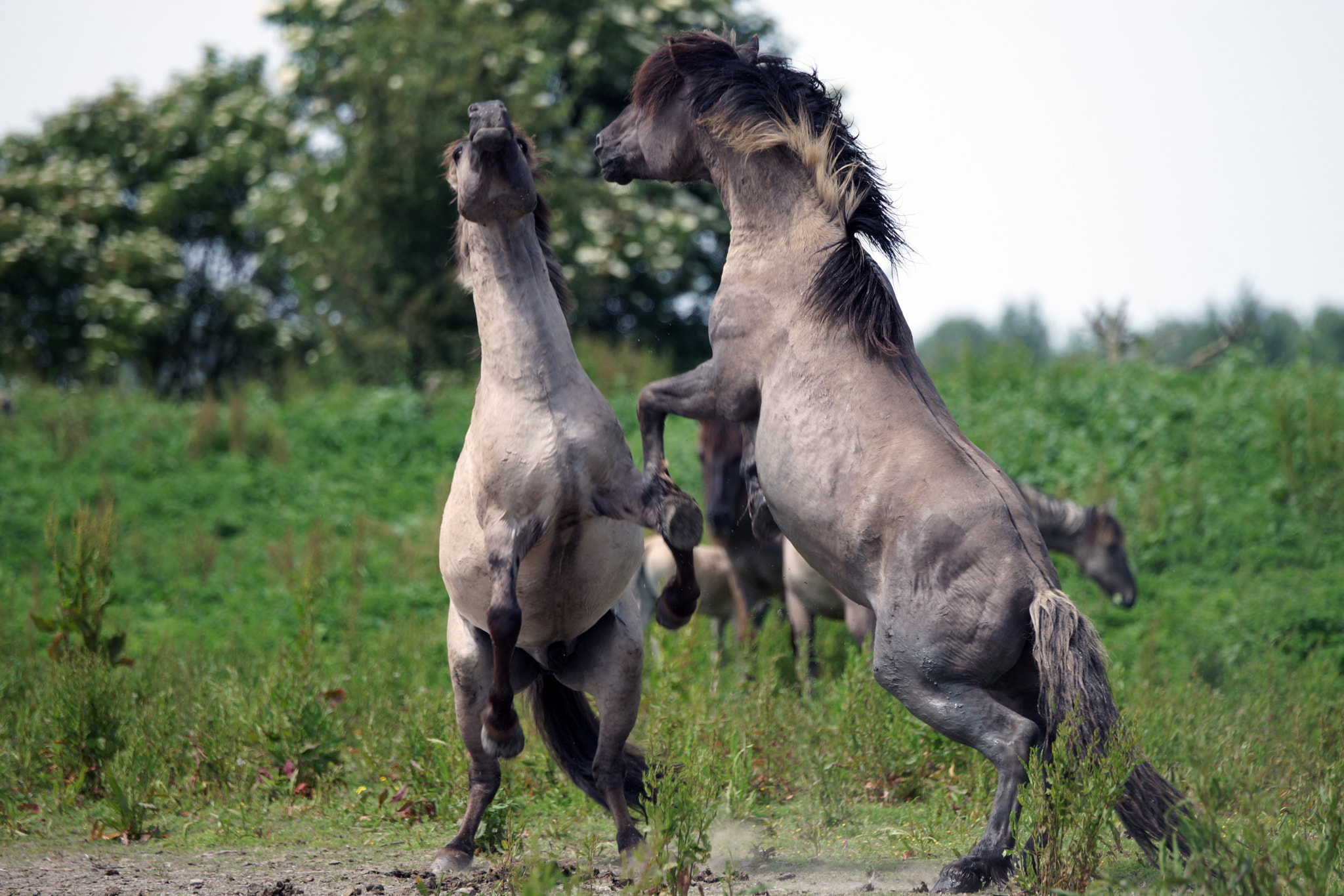 Sony a99 II + Sony 70-400mm F4-5.6 G SSM II sample photo. Born to be wild. photography