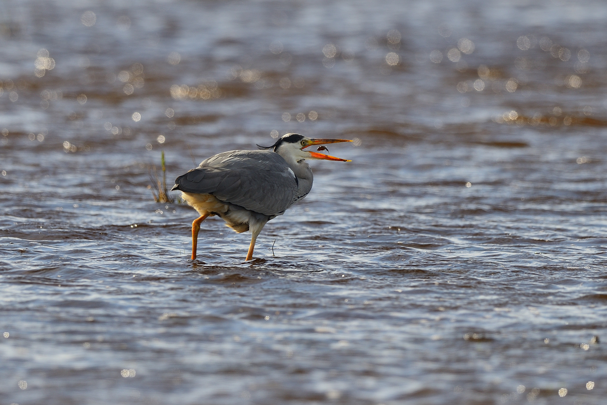 Nikon D800 + Nikon AF-S Nikkor 500mm F4G ED VR sample photo. The catch photography