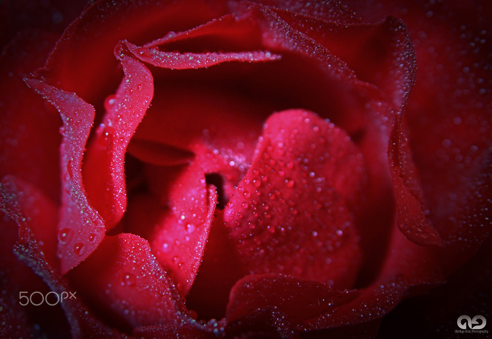 Sigma 17-70mm F2.8-4 DC Macro OS HSM sample photo. You are red..!! photography