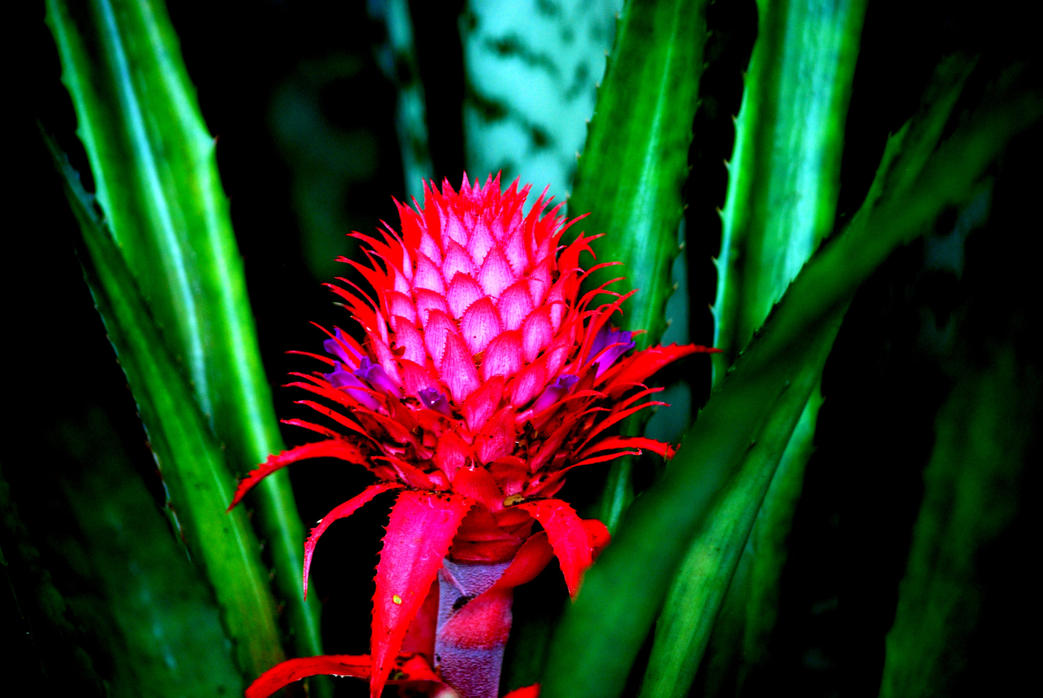 Nikon D60 sample photo. Prickly beauty na 'aina kai botanical gardens kilauea kauai photography