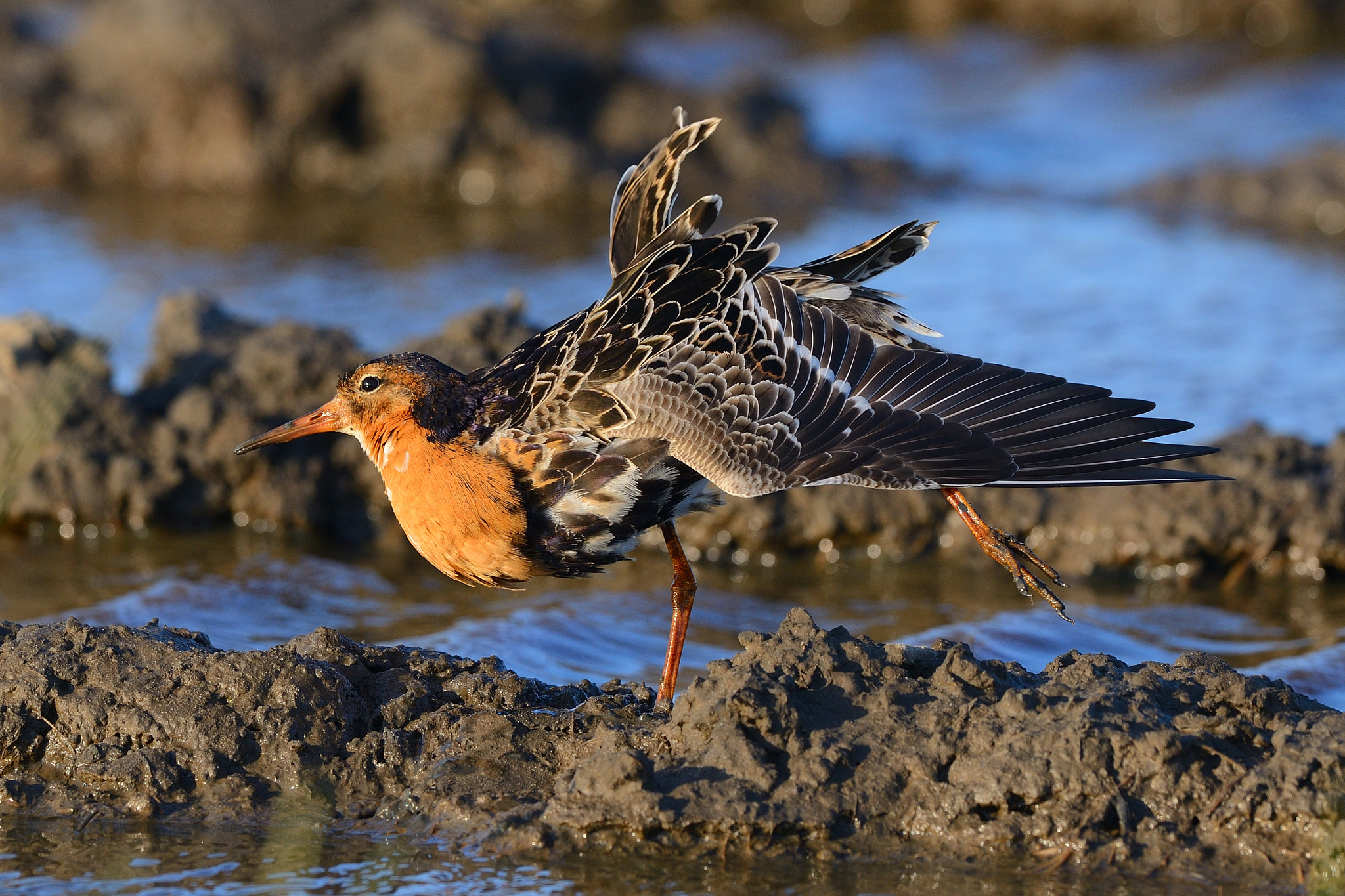 Nikon D800 + Nikon AF-S Nikkor 500mm F4G ED VR sample photo. Stretching photography