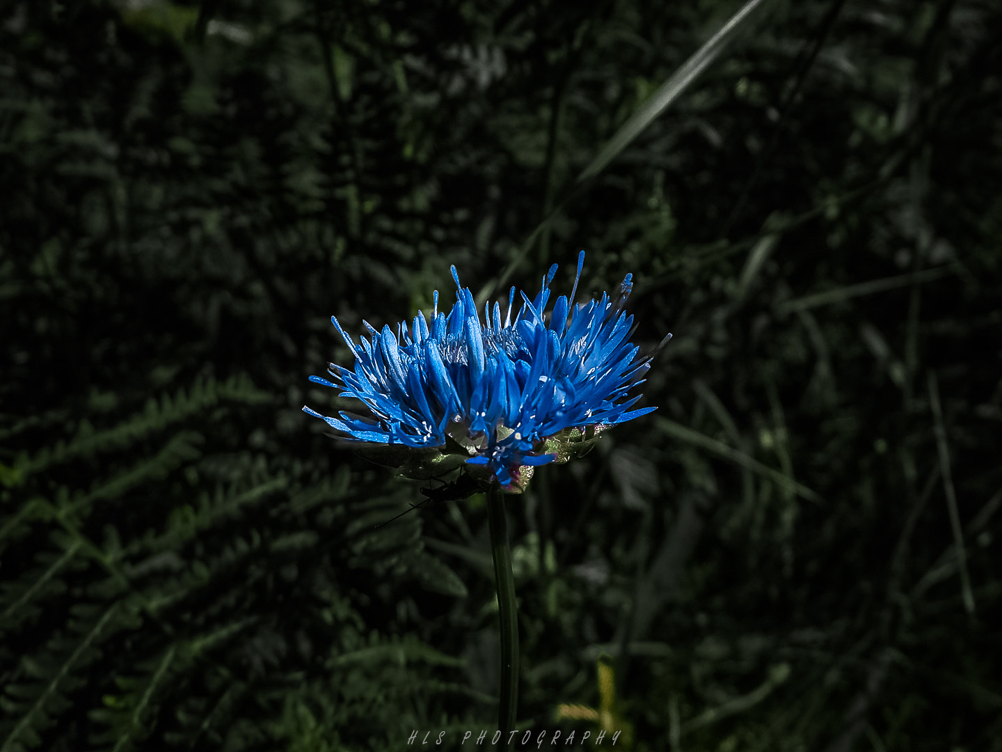 FujiFilm FinePix S1600 (FinePix S1770) sample photo. Blue flower photography