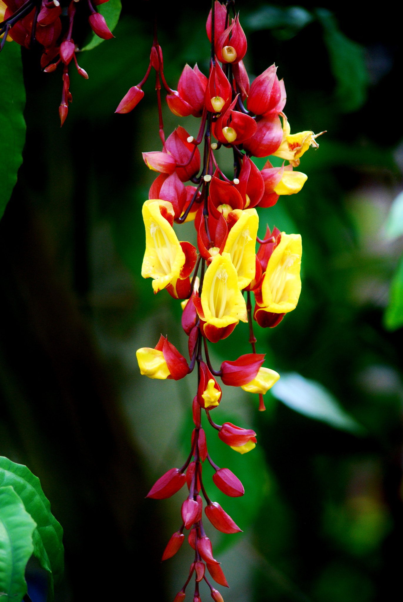 Nikon D60 sample photo. Two-tone ... photography