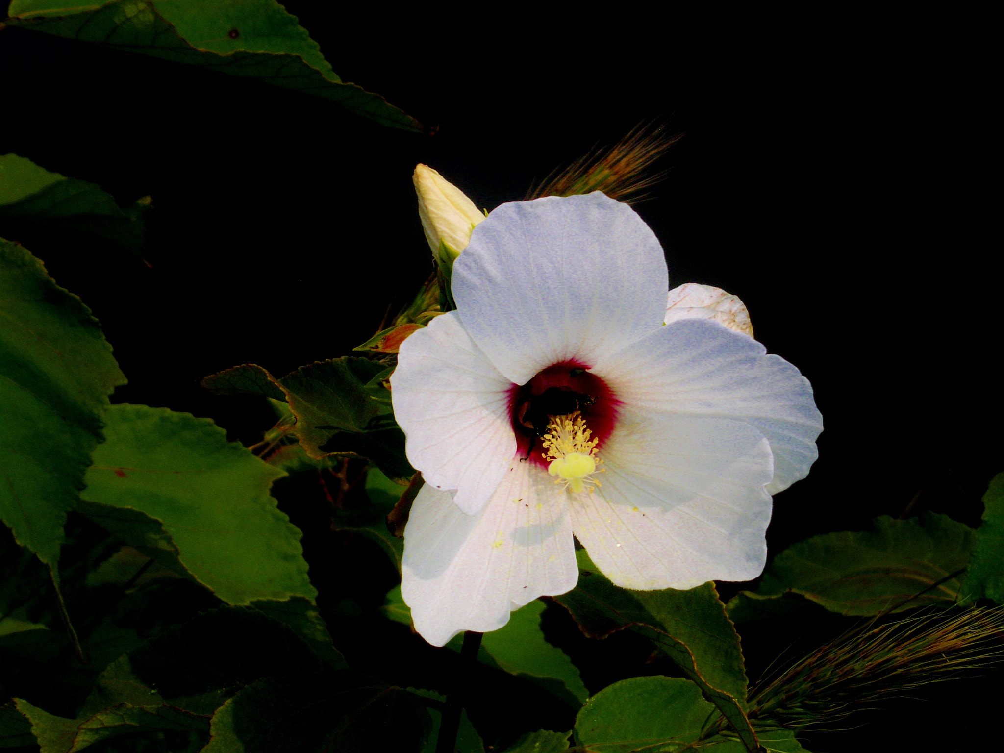 KONICA MINOLTA DiMAGE F300 sample photo. Wild and wounded in assateague! photography