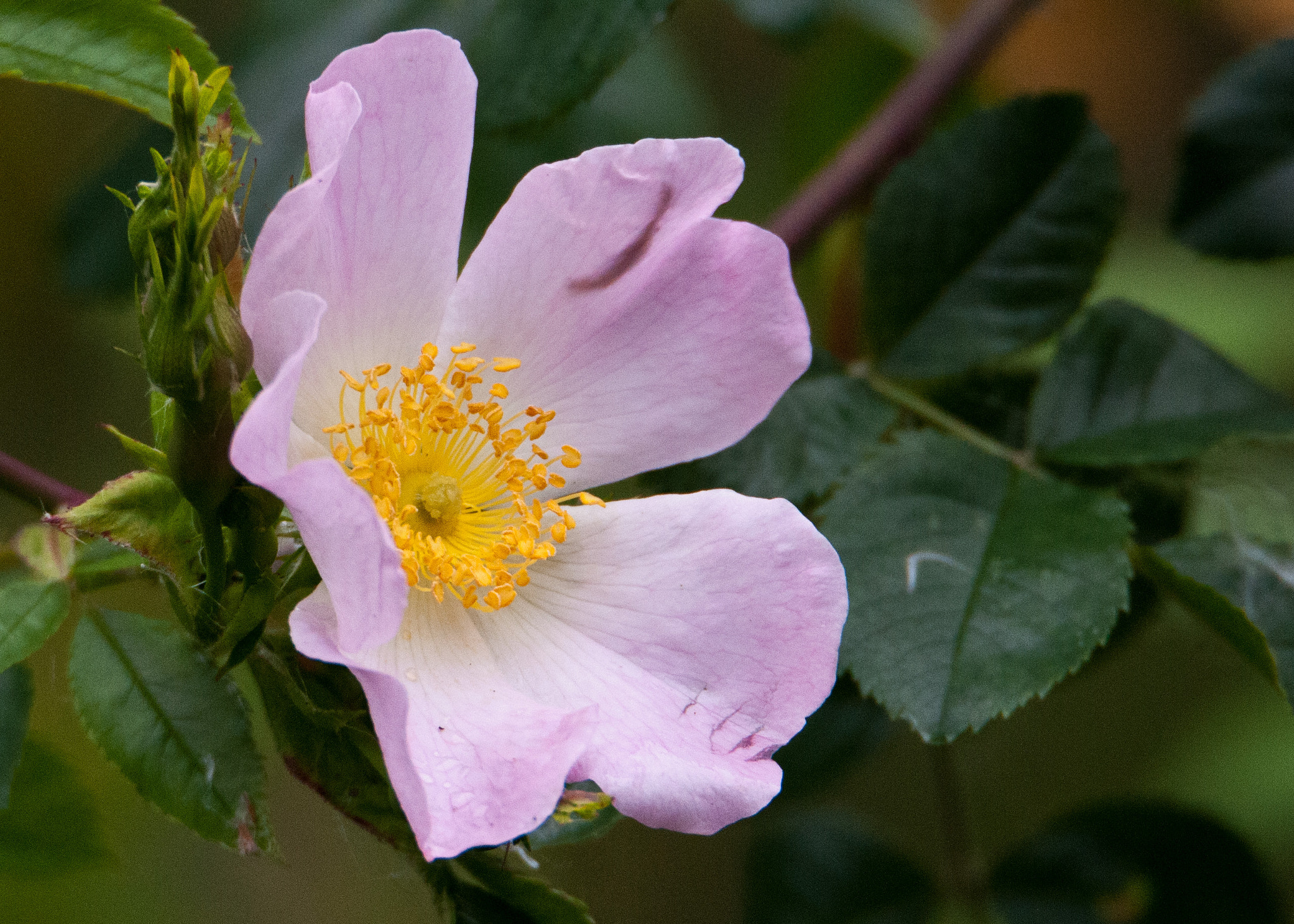 Nikon D300S sample photo. Rose photography