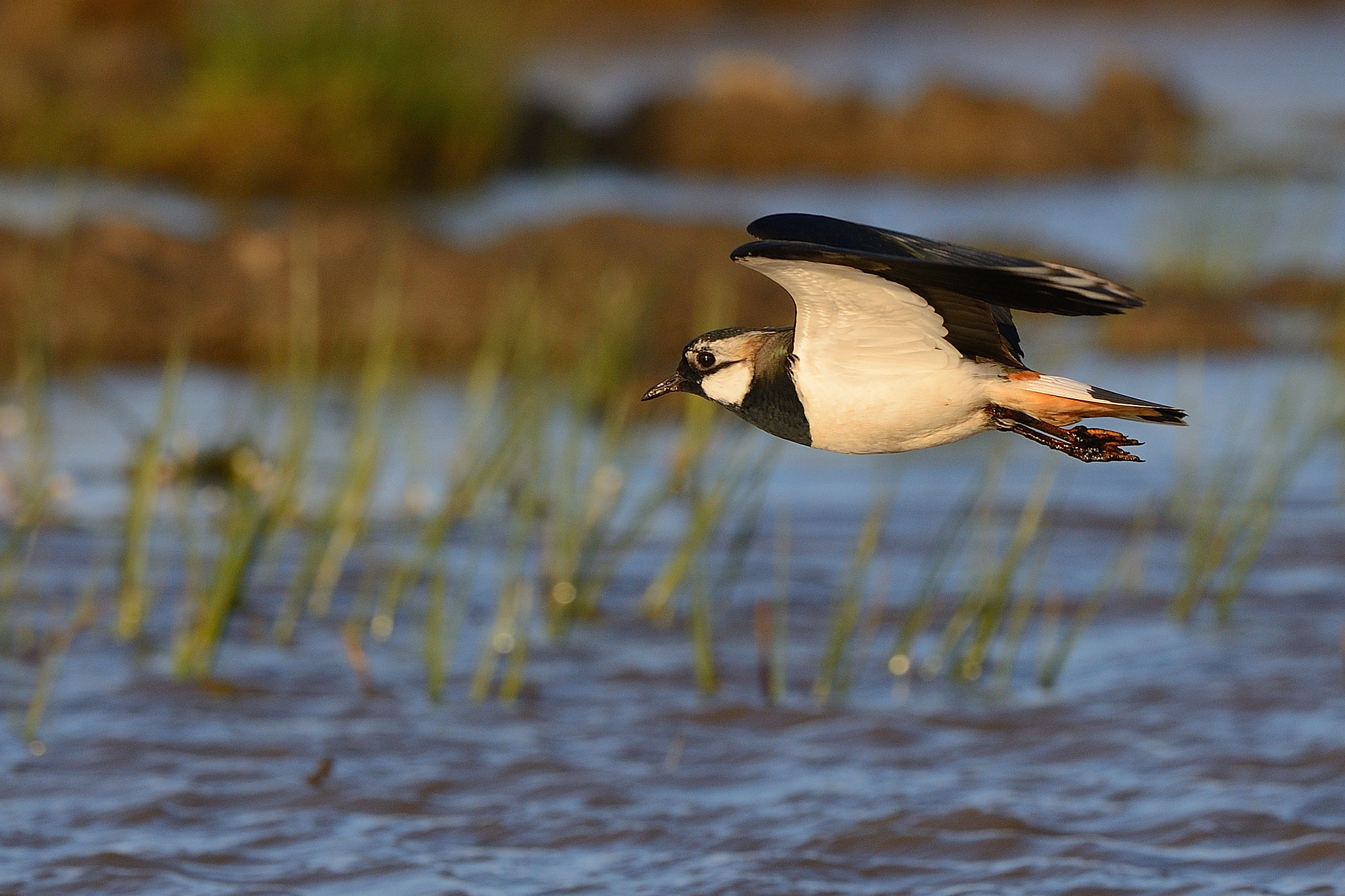 Nikon D800 + Nikon AF-S Nikkor 500mm F4G ED VR sample photo. Northern lapwing photography