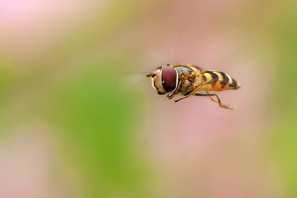 Canon EOS 40D + Canon EF 100mm F2.8L Macro IS USM sample photo. Freeze photography