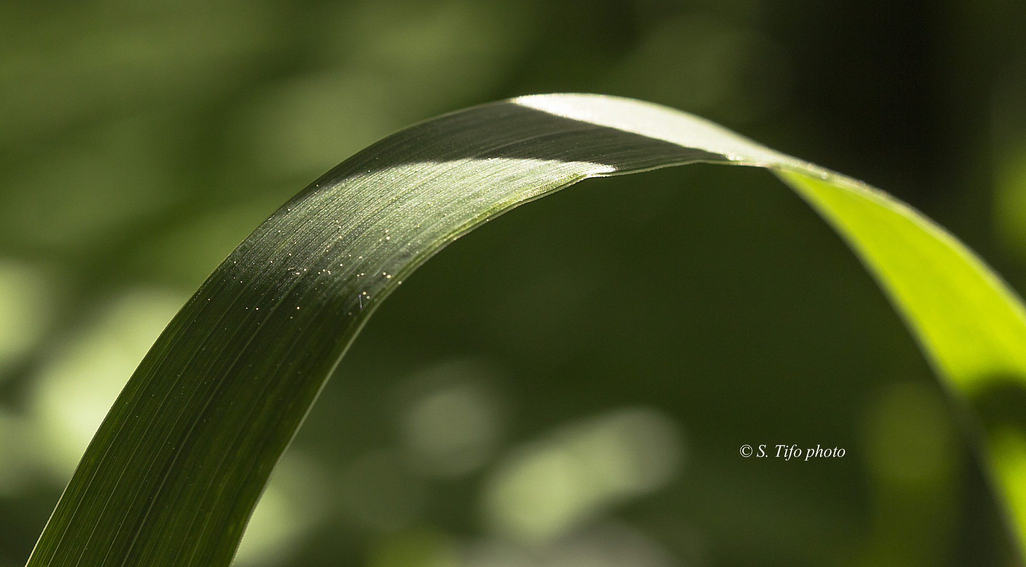 Sigma 105mm F2.8 EX DG OS HSM sample photo. Ray of light .. photography