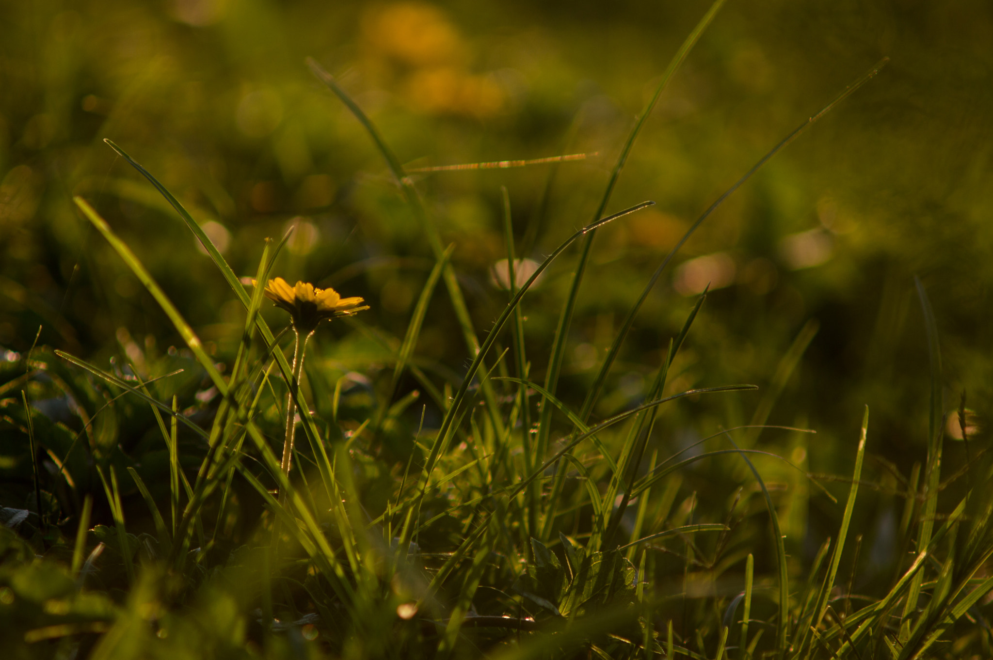 Nikon D3200 + AF Zoom-Nikkor 70-210mm f/4 sample photo. Flower photography