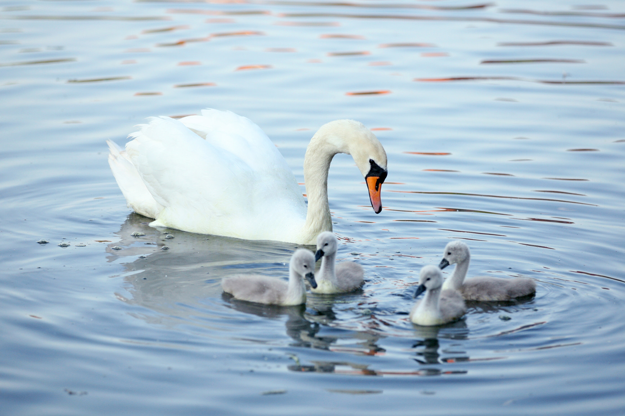 Canon EOS-1D Mark III sample photo. A walk at sundown photography