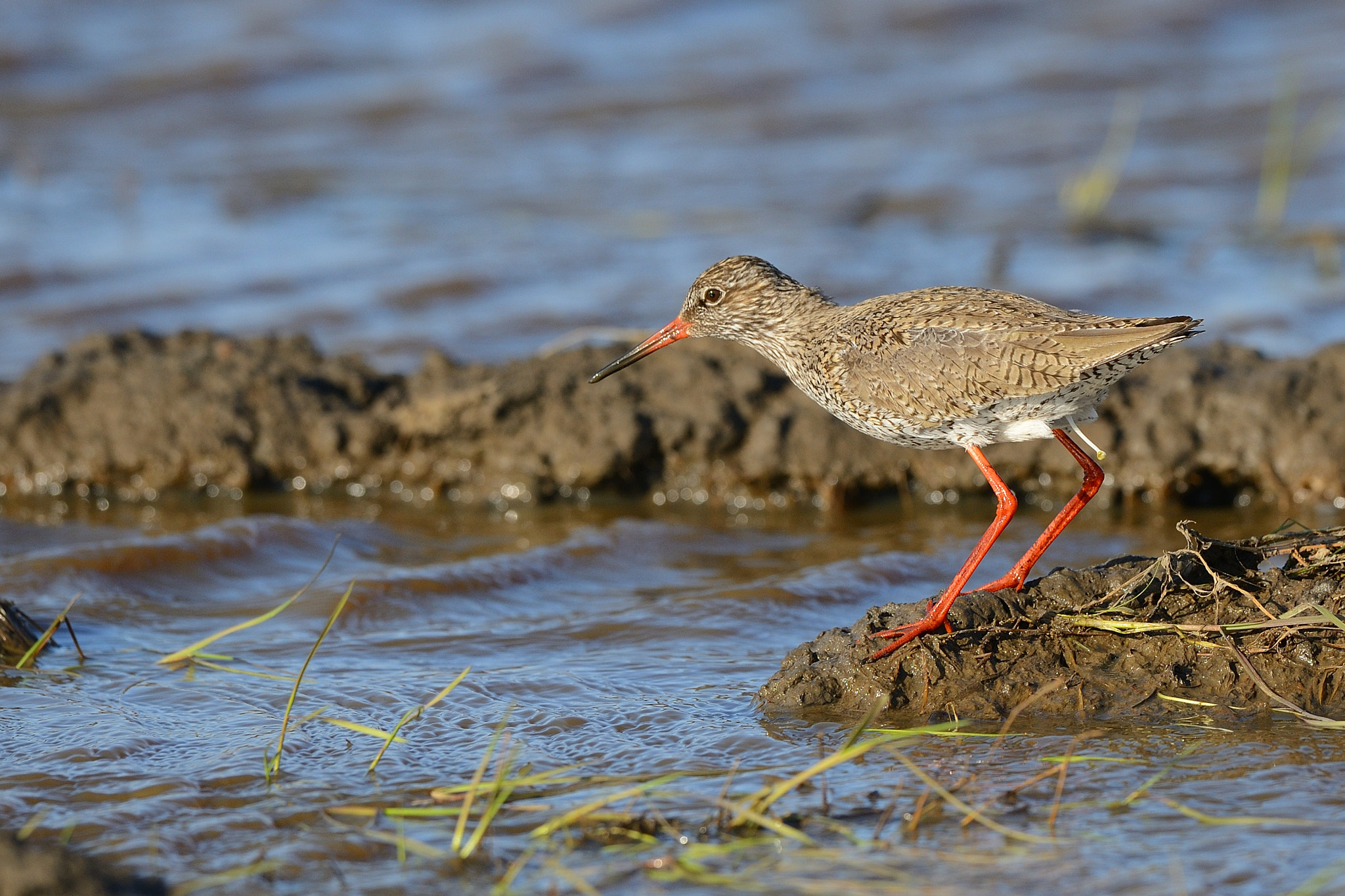 Nikon D800 + Nikon AF-S Nikkor 500mm F4G ED VR sample photo. Common redshank photography