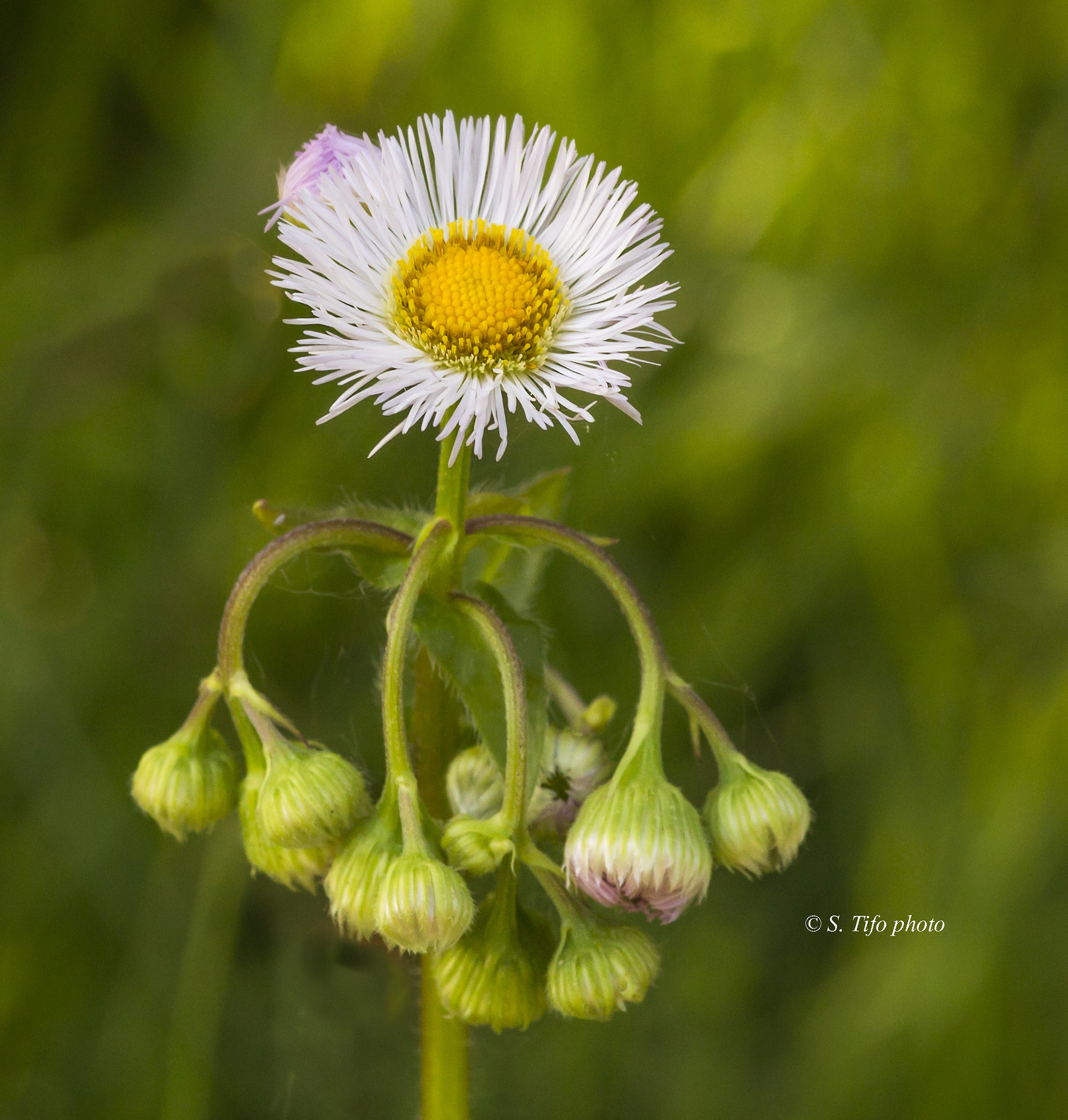 Sigma 105mm F2.8 EX DG OS HSM sample photo. Head up ... head down ... photography