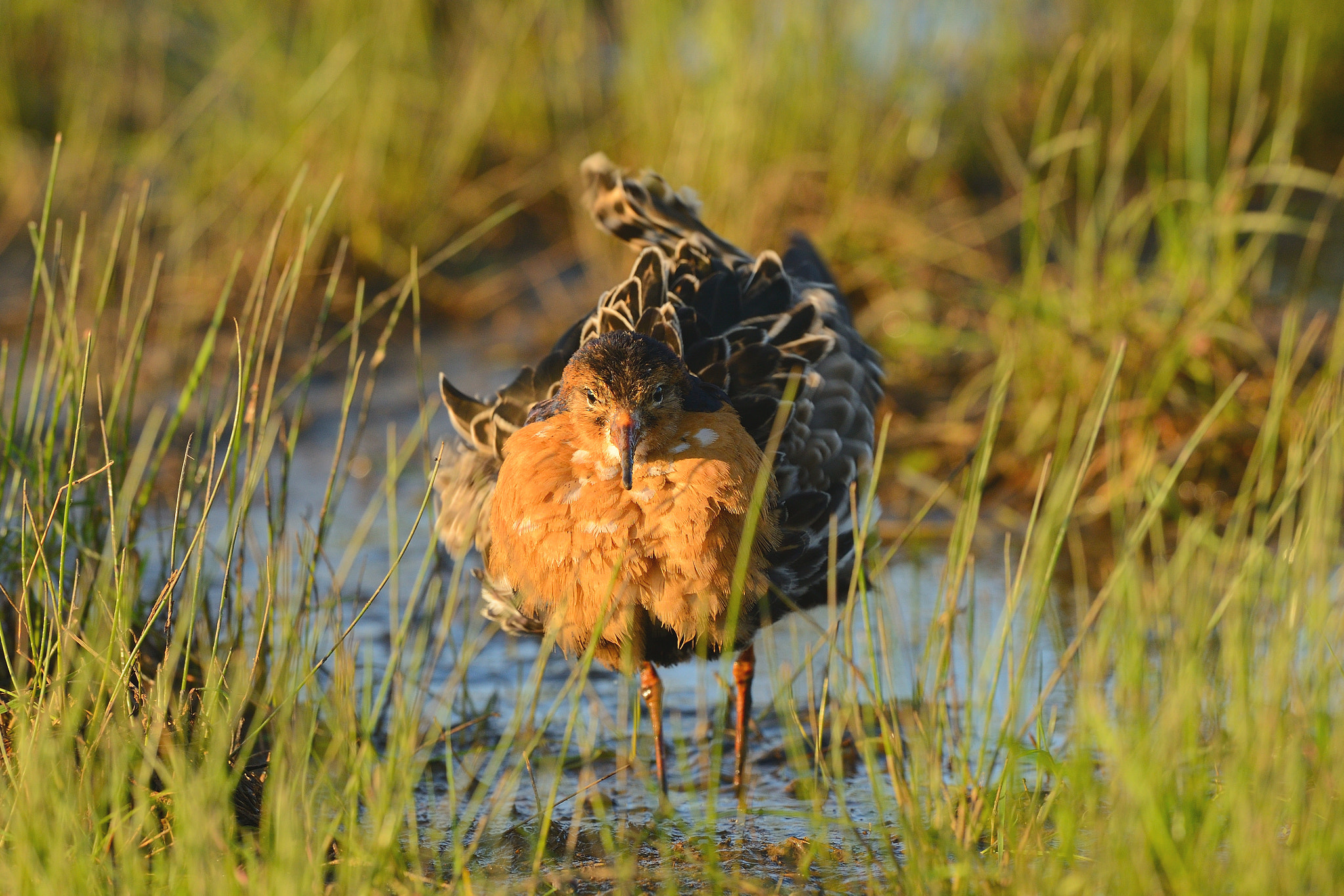 Nikon D800 + Nikon AF-S Nikkor 500mm F4G ED VR sample photo. Ruff frontal photography