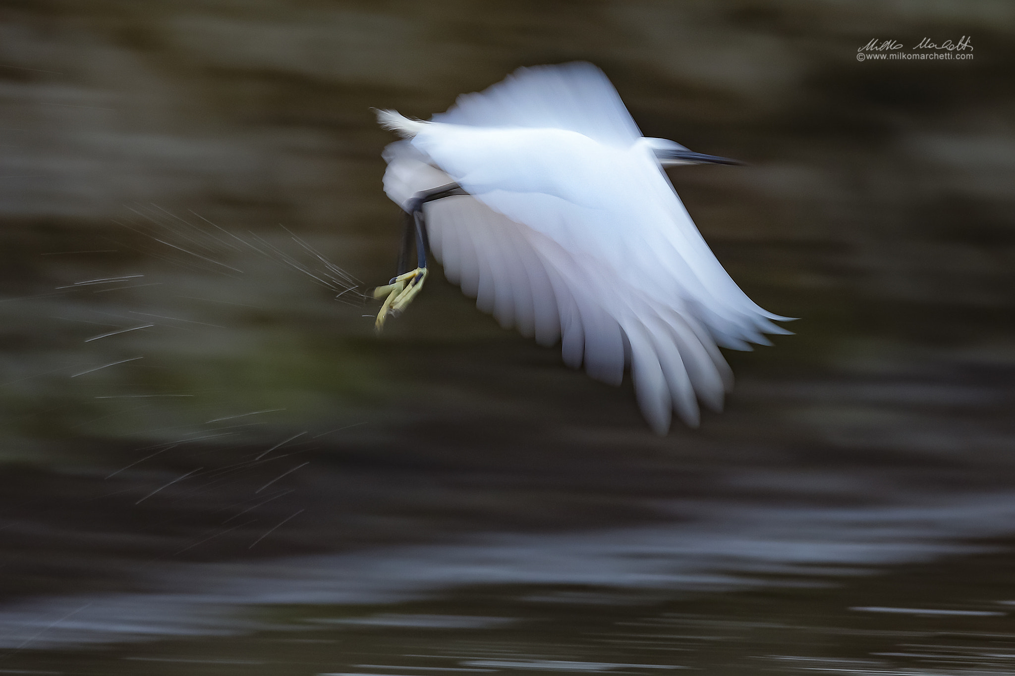 Canon EOS-1D X + Canon EF 600mm f/4L IS sample photo. Egret in panning photography