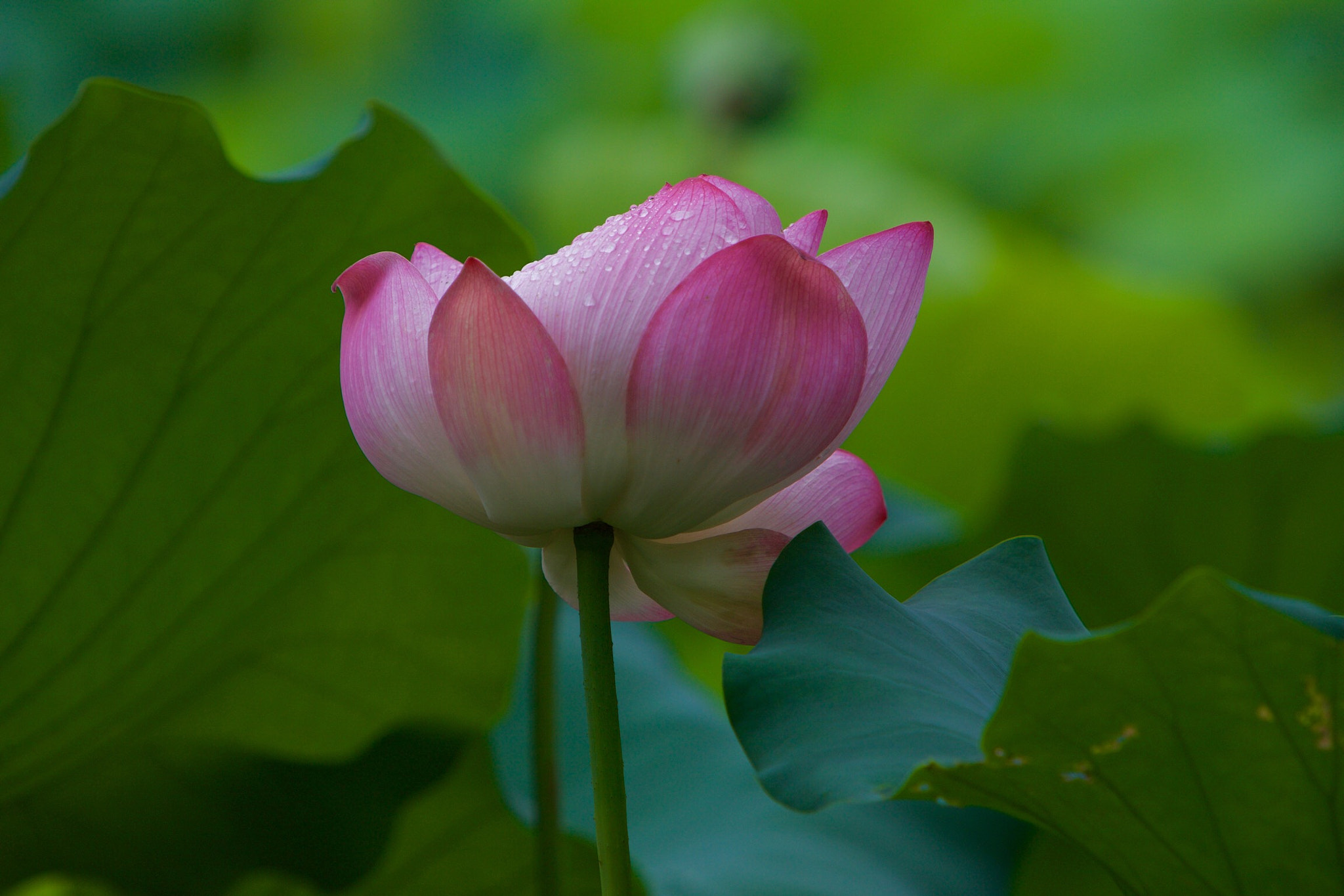 Canon EF 70-200mm F2.8L IS USM sample photo. Lotus photography