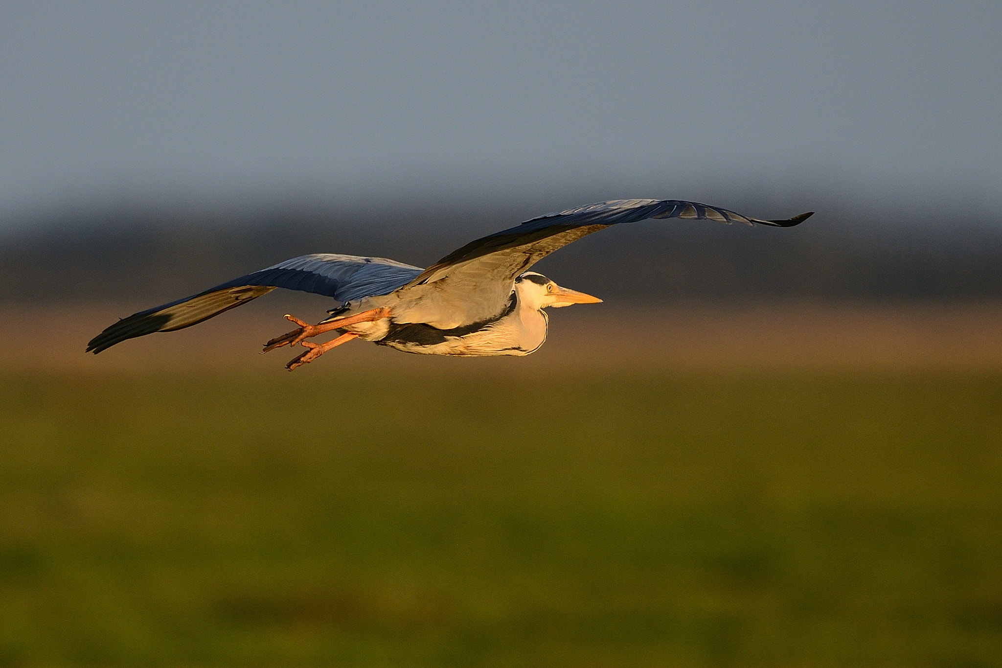 Nikon D800 + Nikon AF-S Nikkor 500mm F4G ED VR sample photo. Grey heron in flight photography