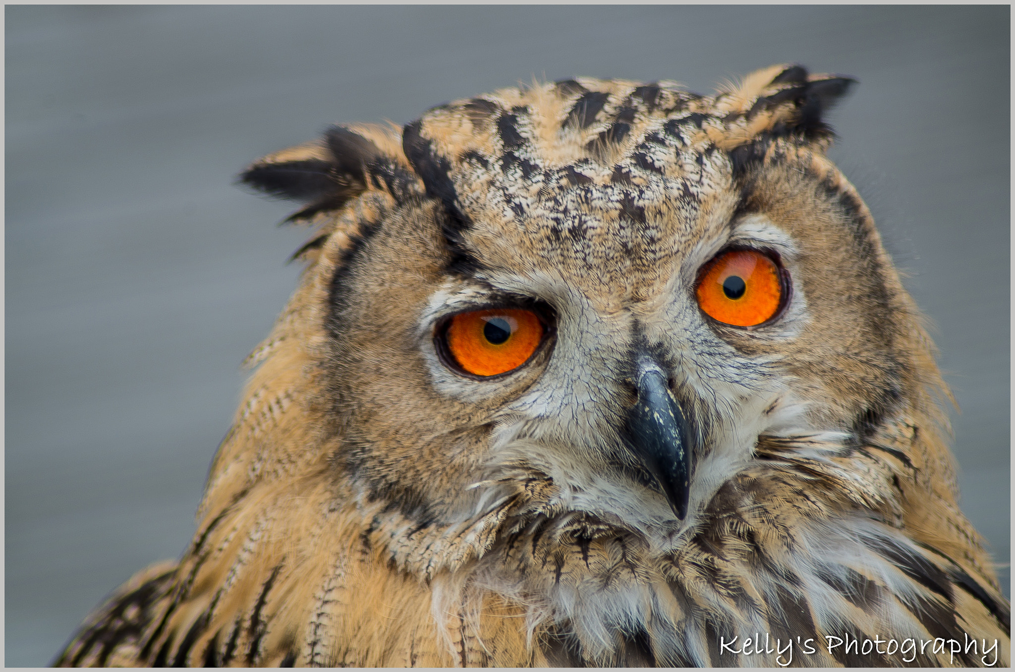 Pentax K-50 + Tamron AF 70-300mm F4-5.6 Di LD Macro sample photo. Owl photography