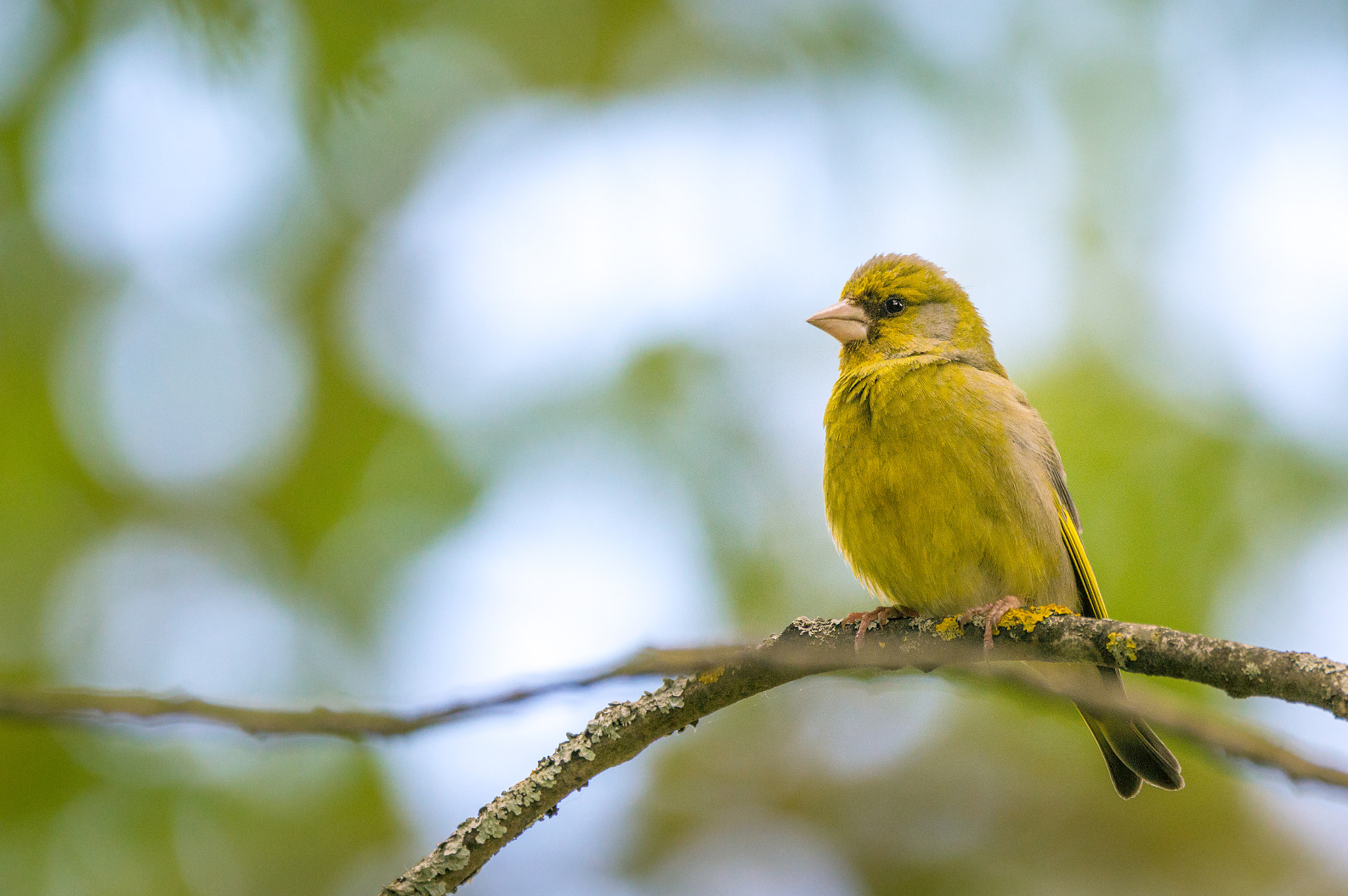 Sigma 150-600mm F5-6.3 DG OS HSM | C sample photo. European greenfinch photography
