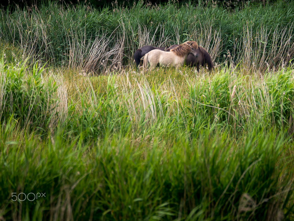 Olympus OM-D E-M10 II sample photo. Wild horses photography