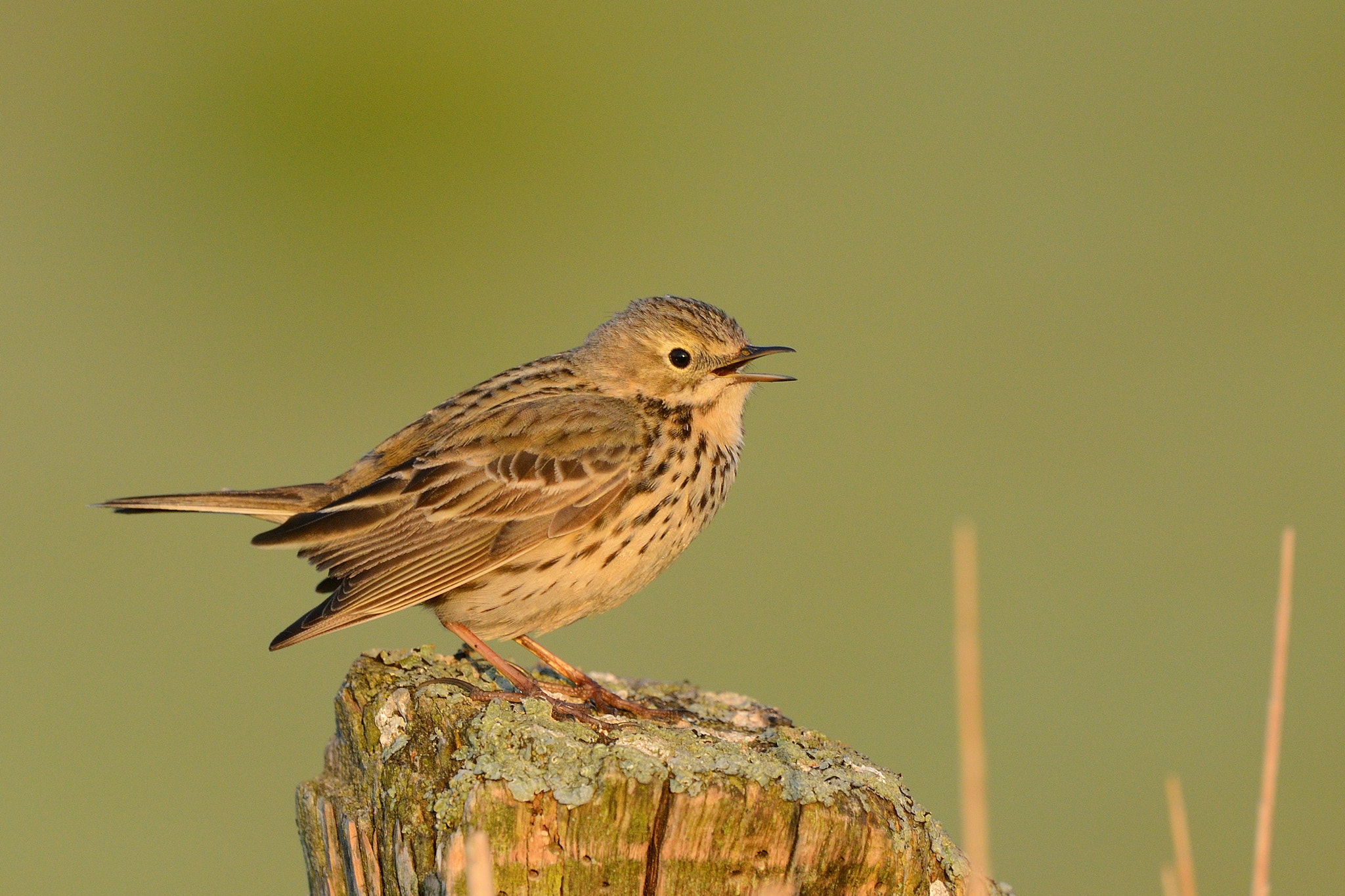 Nikon D800 + Nikon AF-S Nikkor 500mm F4G ED VR sample photo. Meadow pipit photography