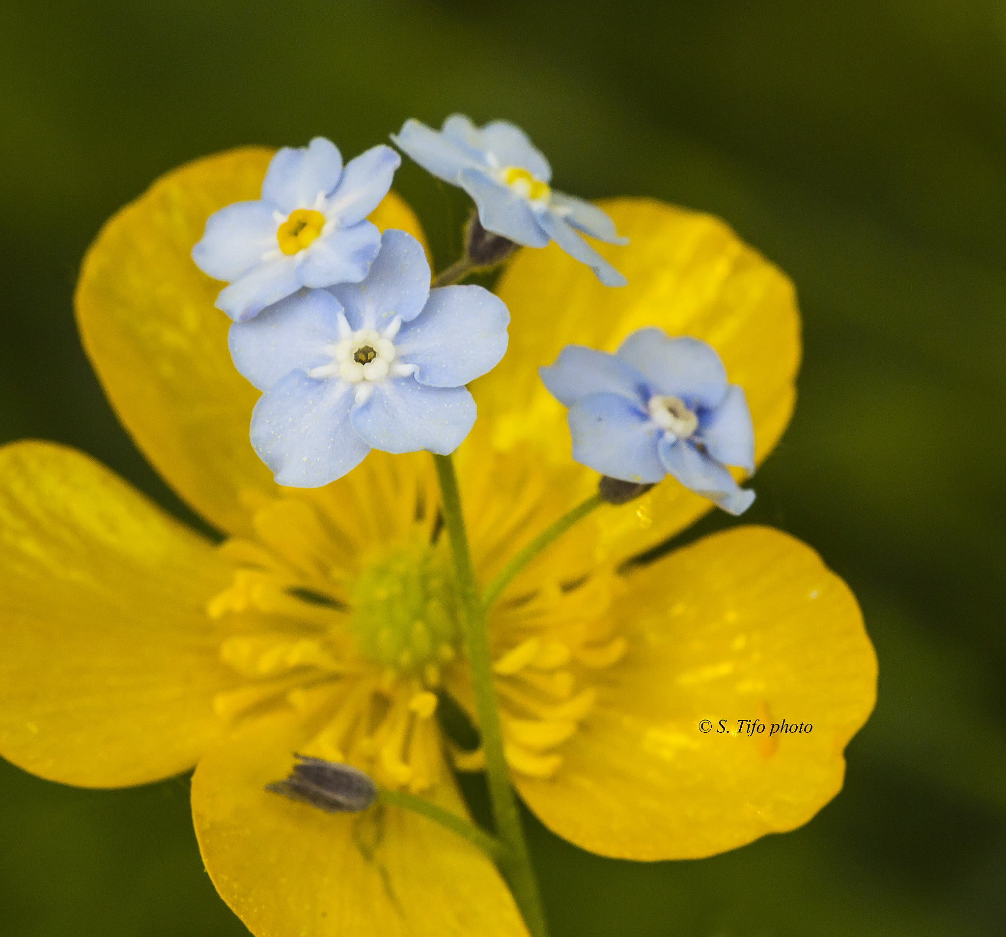 Canon EOS 700D (EOS Rebel T5i / EOS Kiss X7i) + Sigma 105mm F2.8 EX DG OS HSM sample photo. Blue and yellow ... photography