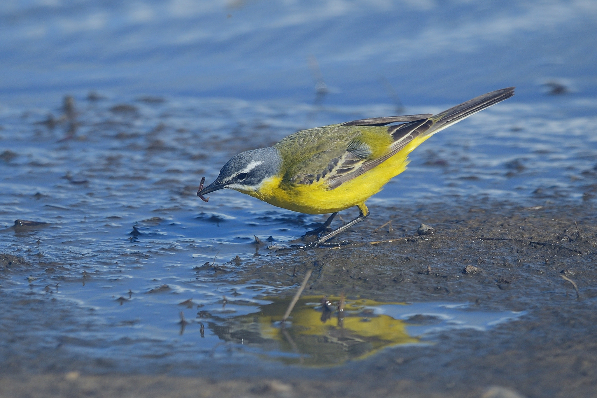 Nikon D800 + Nikon AF-S Nikkor 500mm F4G ED VR sample photo. Western yellow wagtail photography