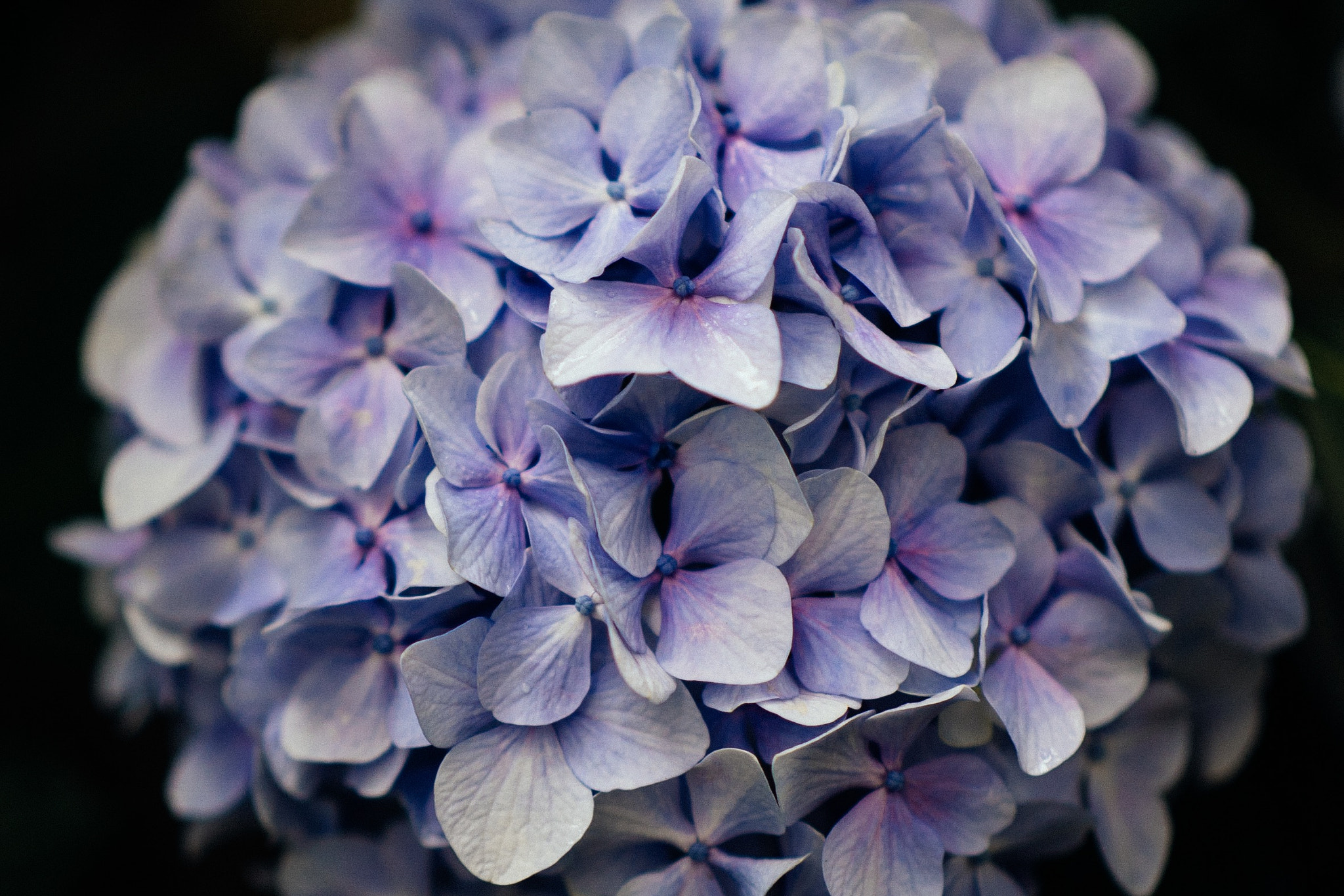 Panasonic Lumix DMC-GX7 + Panasonic Leica DG Nocticron 42.5mm F1.2 ASPH OIS sample photo. Wild hydrangea @ ajisai-temple, shizuoka, japan photography