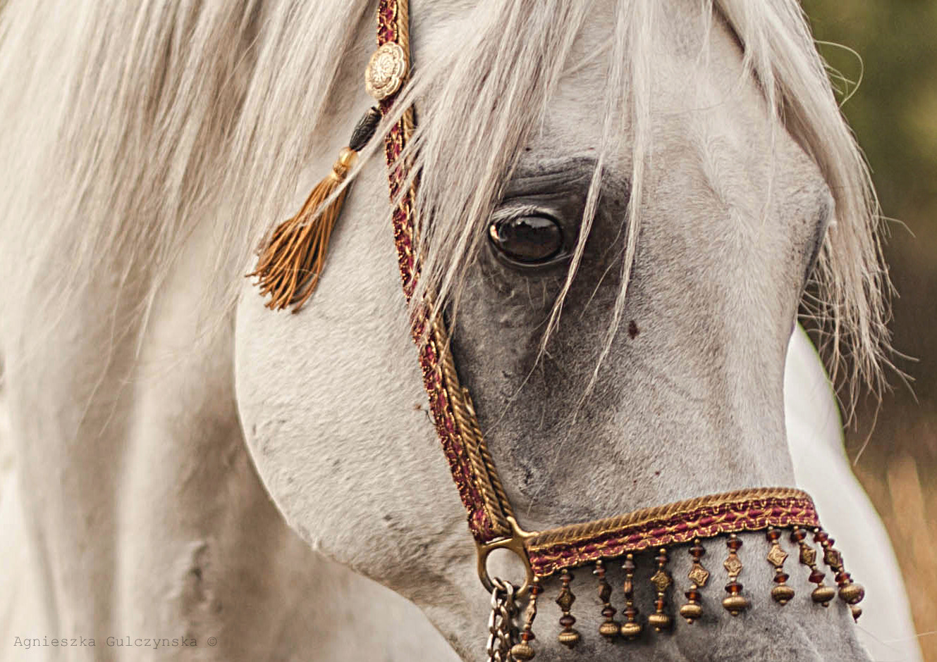 Canon EOS 5D Mark II + Canon EF 50mm F1.4 USM sample photo. Arabian stallion wigo photography