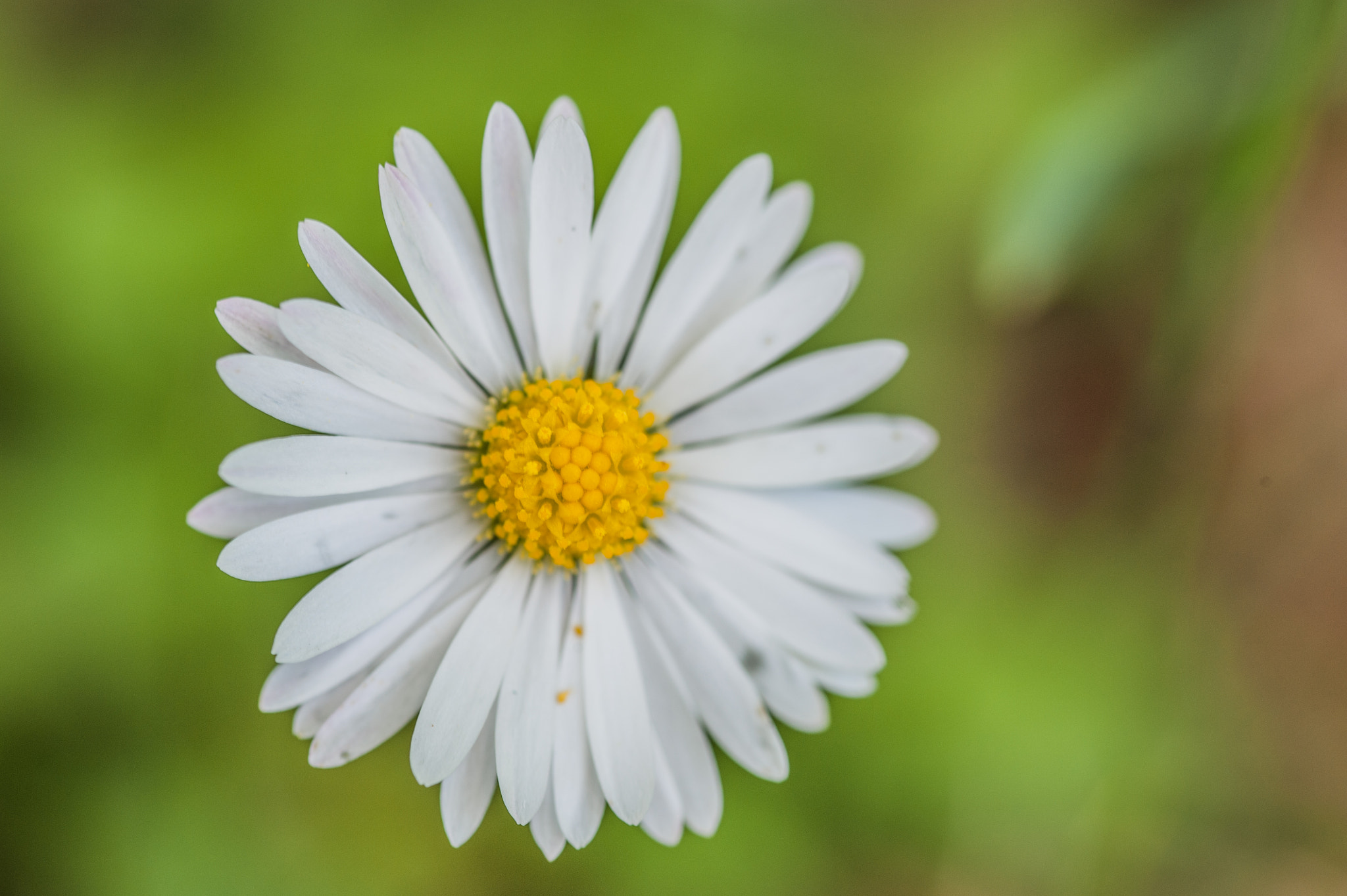 Sigma 105mm F2.8 EX DG OS HSM sample photo. Margherita photography