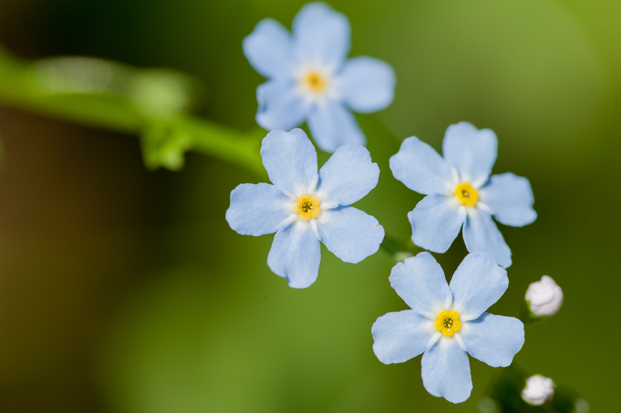 Sigma 105mm F2.8 EX DG OS HSM sample photo. Flower#1 photography